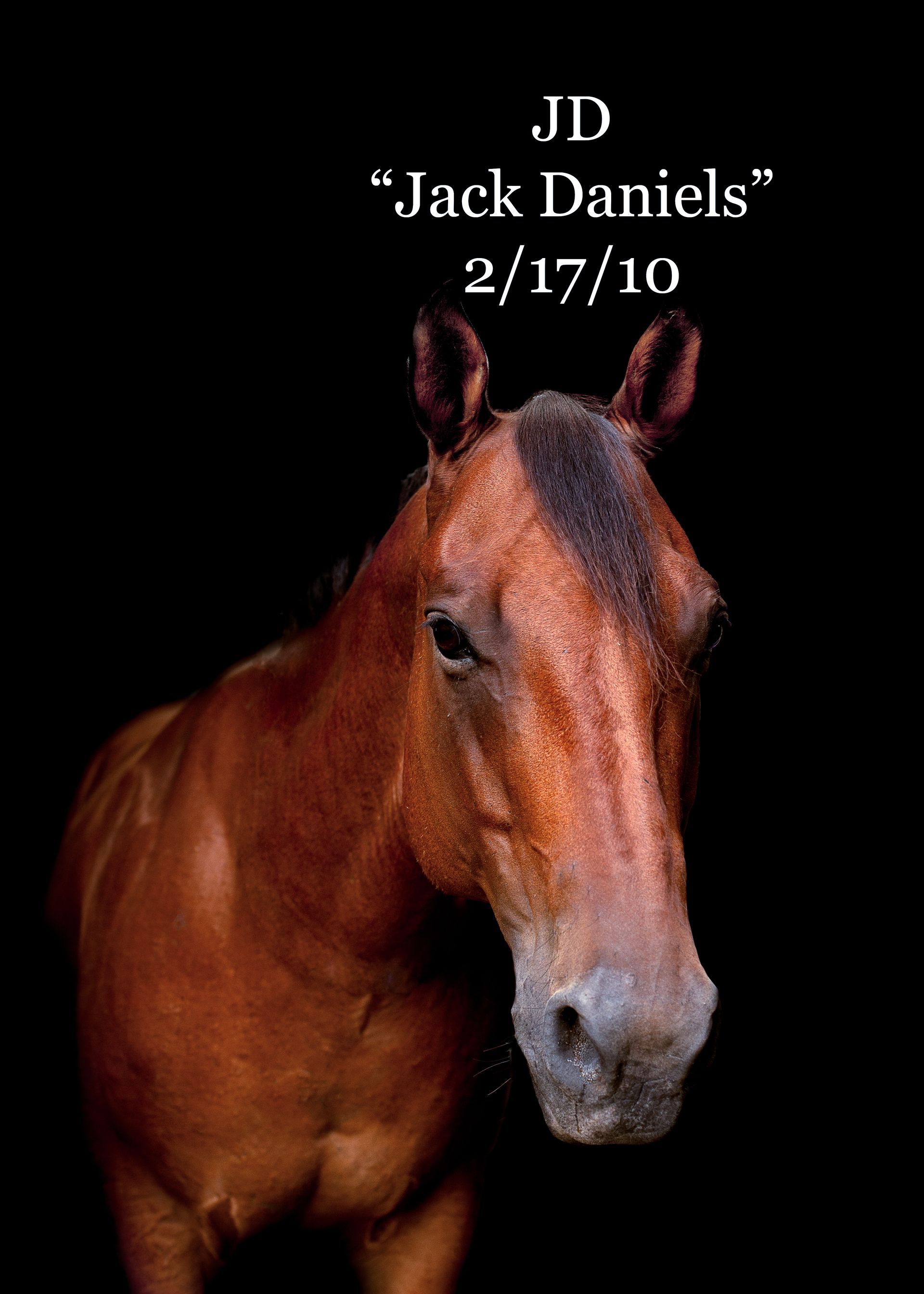 A brown horse with the name jack daniels on it