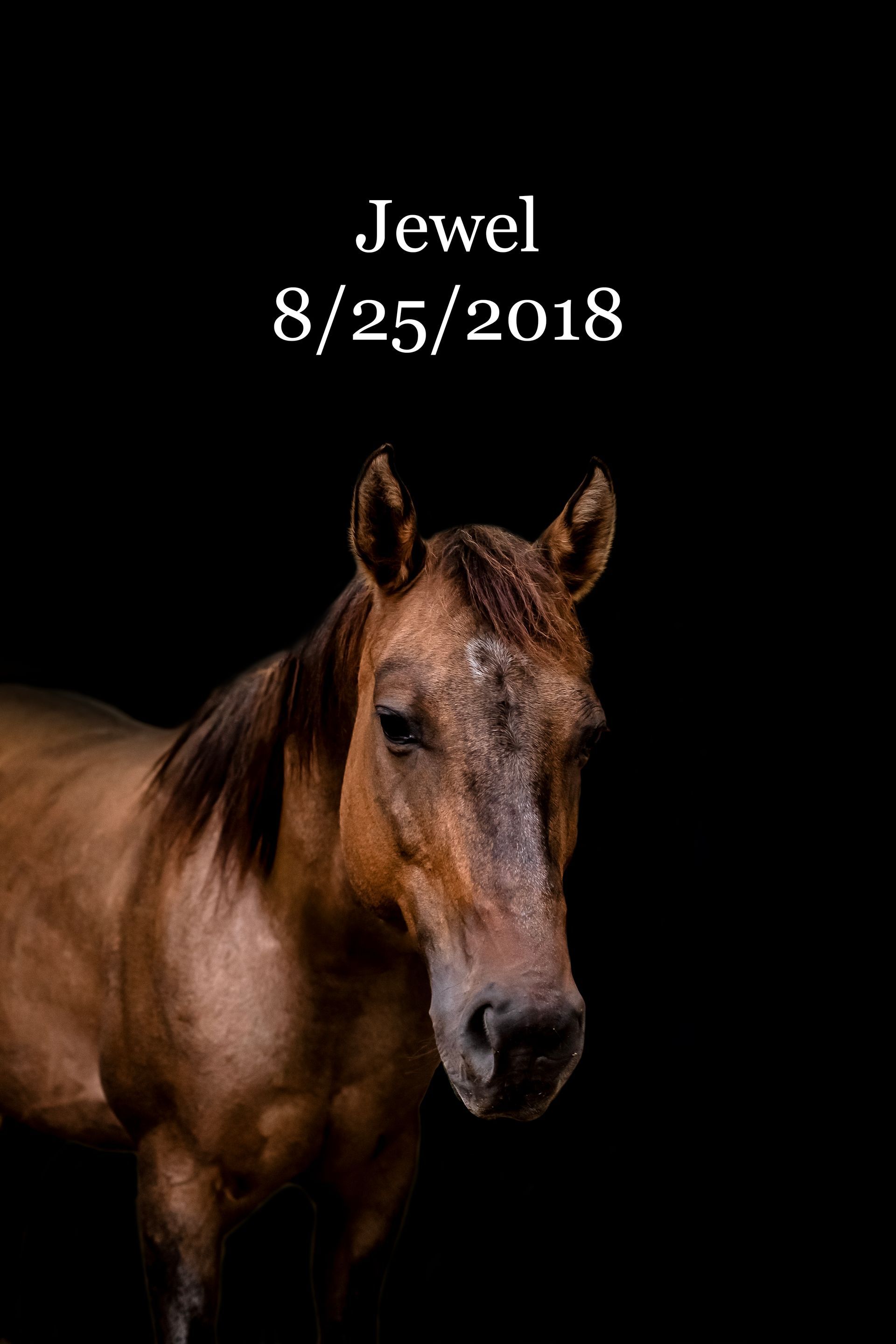 A brown horse is standing in front of a black background.