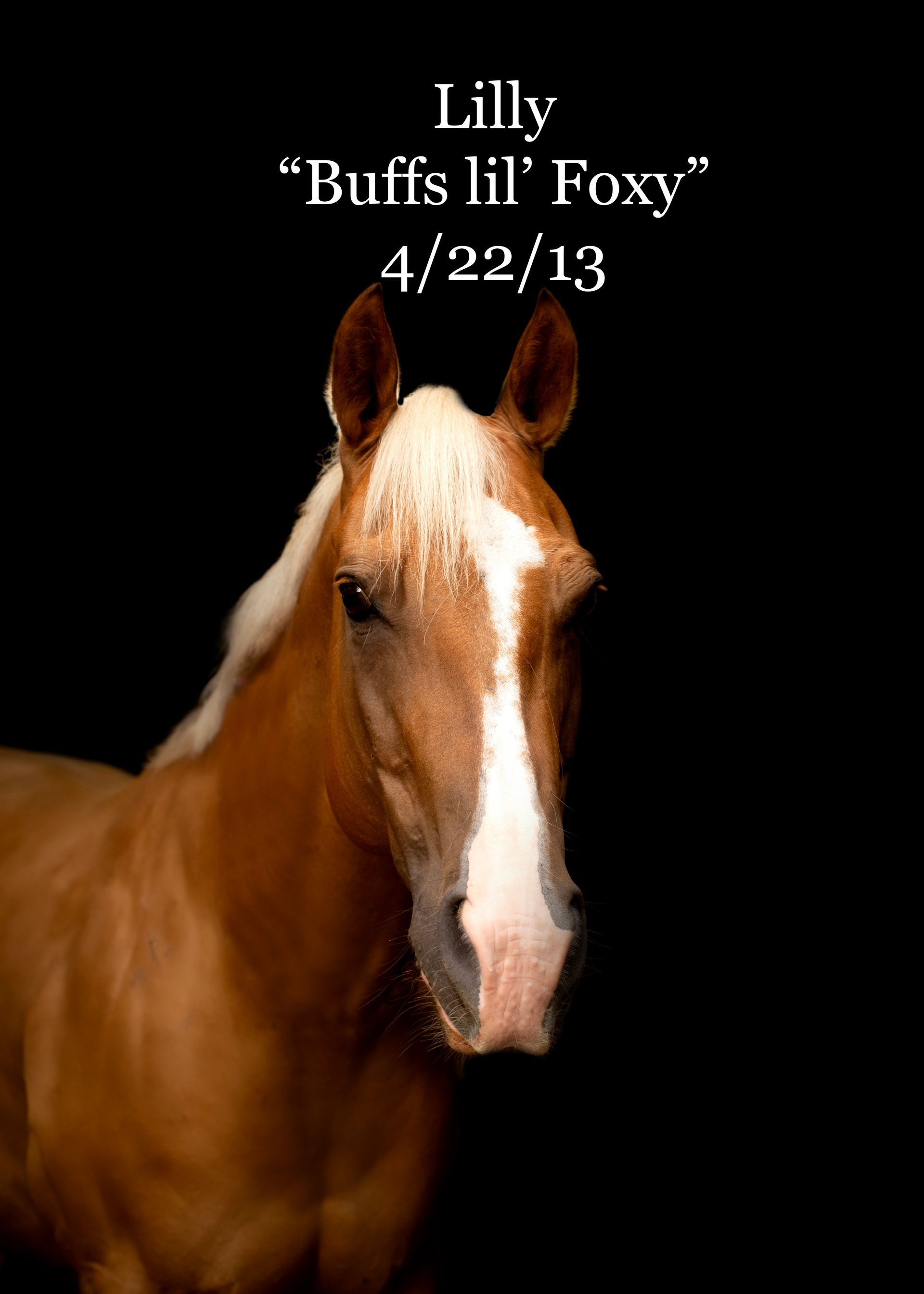 A brown and white horse with the name lilly buffs lil foxy