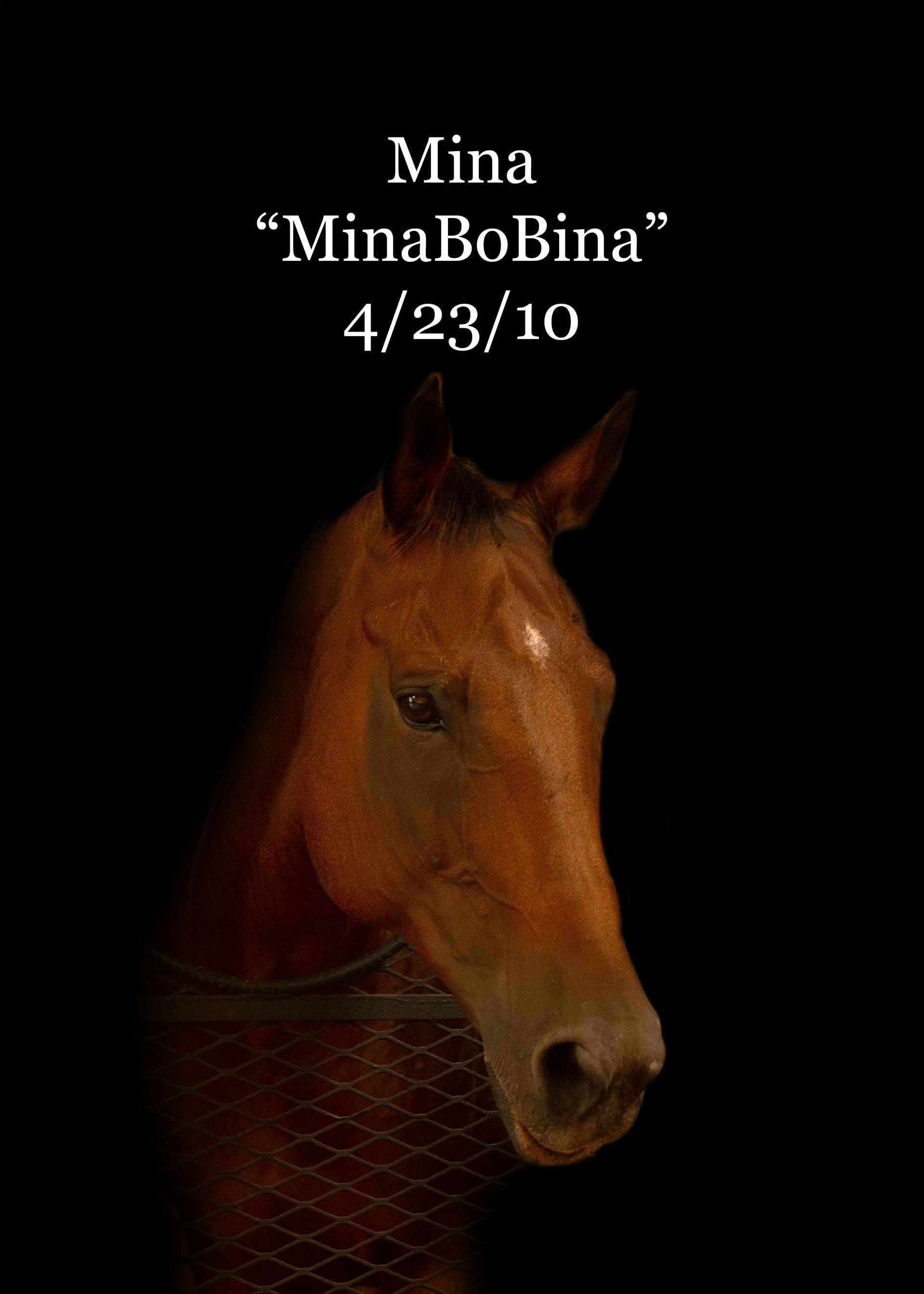 A picture of a horse with the name mina on it