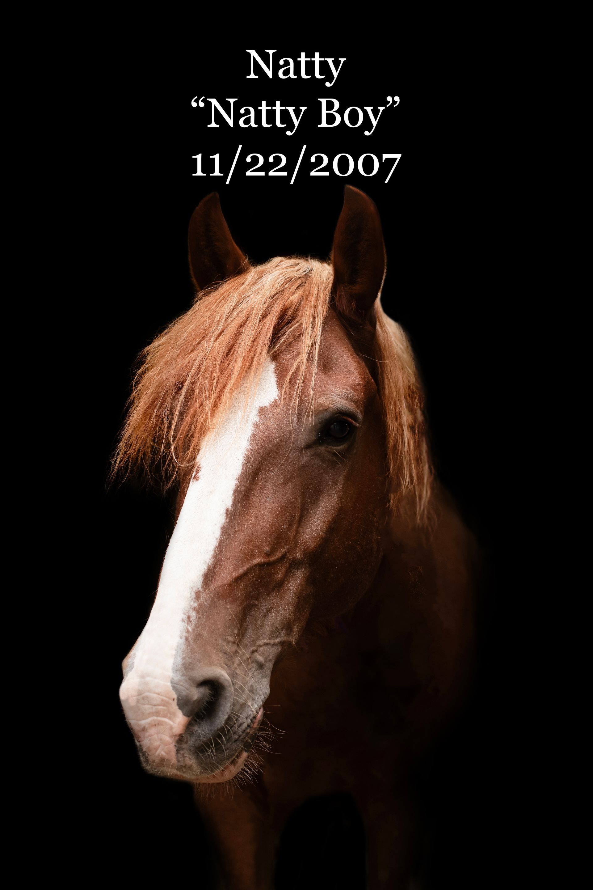 A brown horse with the name natty on it