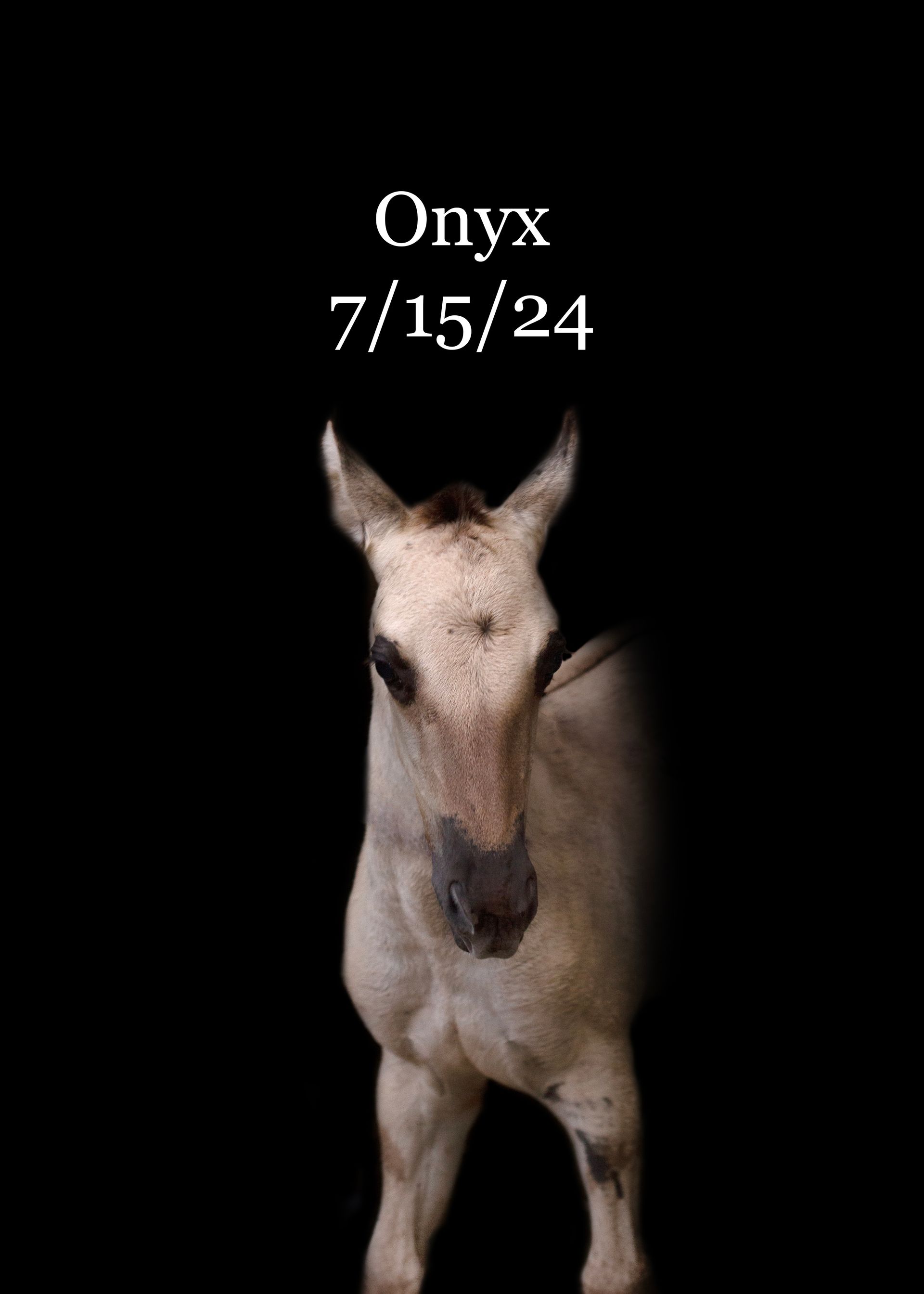 A picture of a horse named onyx 7/15/24