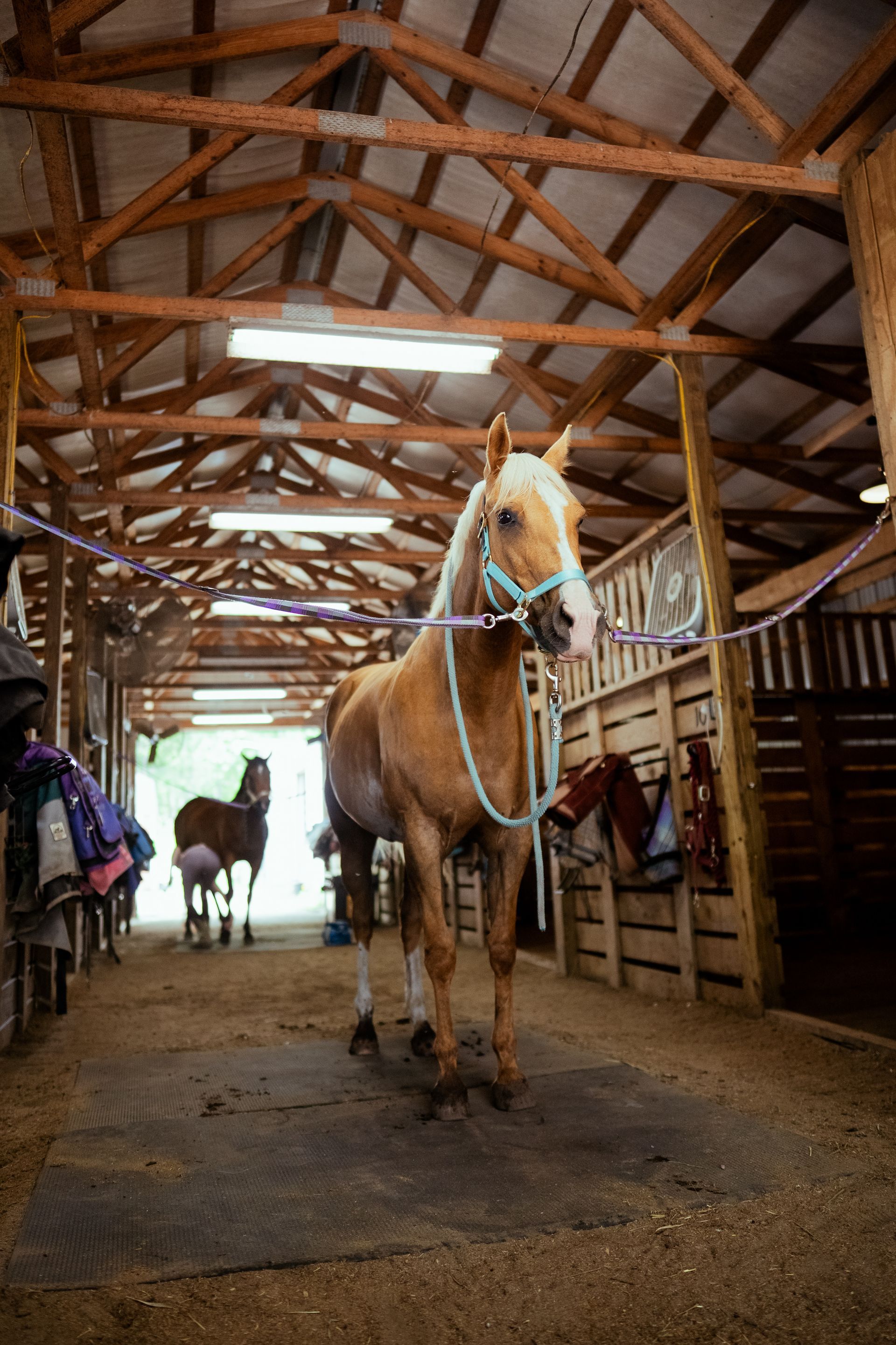A horse is standing in a stable with other horses.