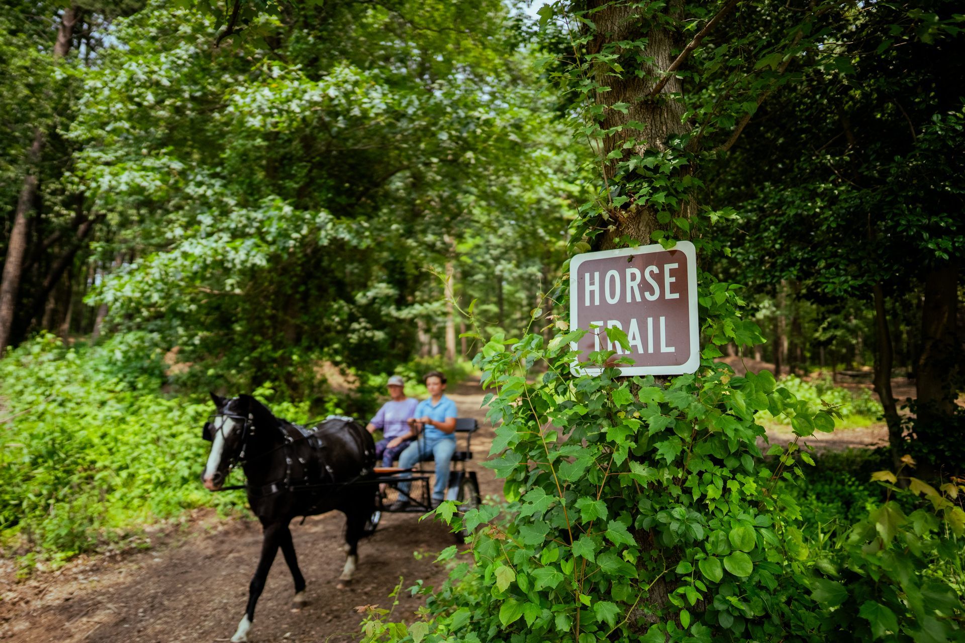 A horse is standing next to a sign that says horse trail.