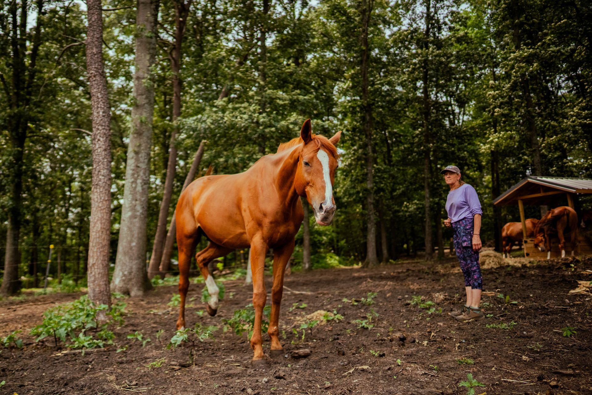 A man is standing next to a brown horse in the woods.