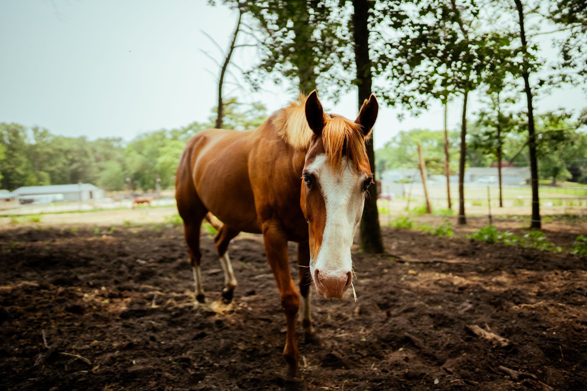 A brown horse is standing in a dirt field looking at the camera.