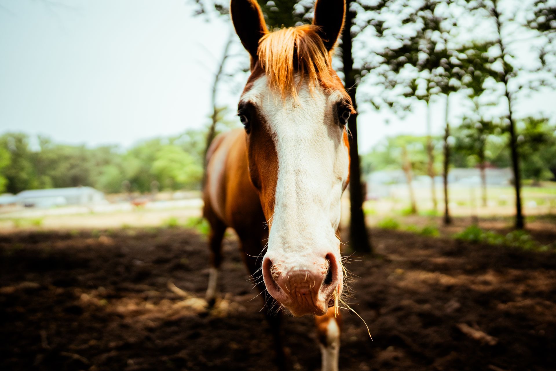 A brown and white horse is standing in the dirt and looking at the camera.