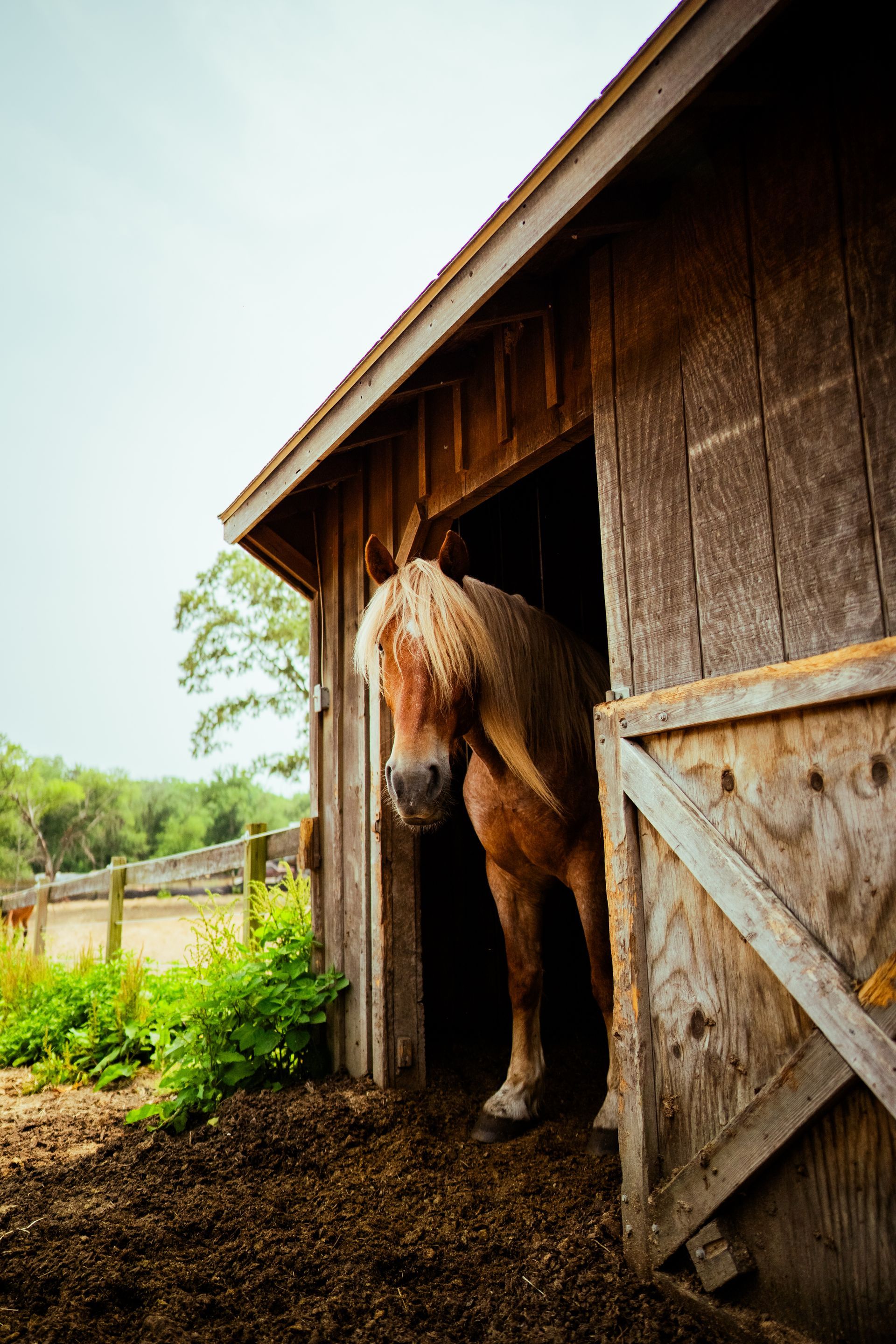 A horse is sticking its head out of a wooden stable door.