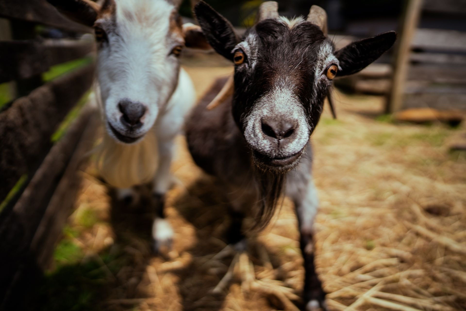 Two goats are standing next to each other in a pen and looking at the camera.