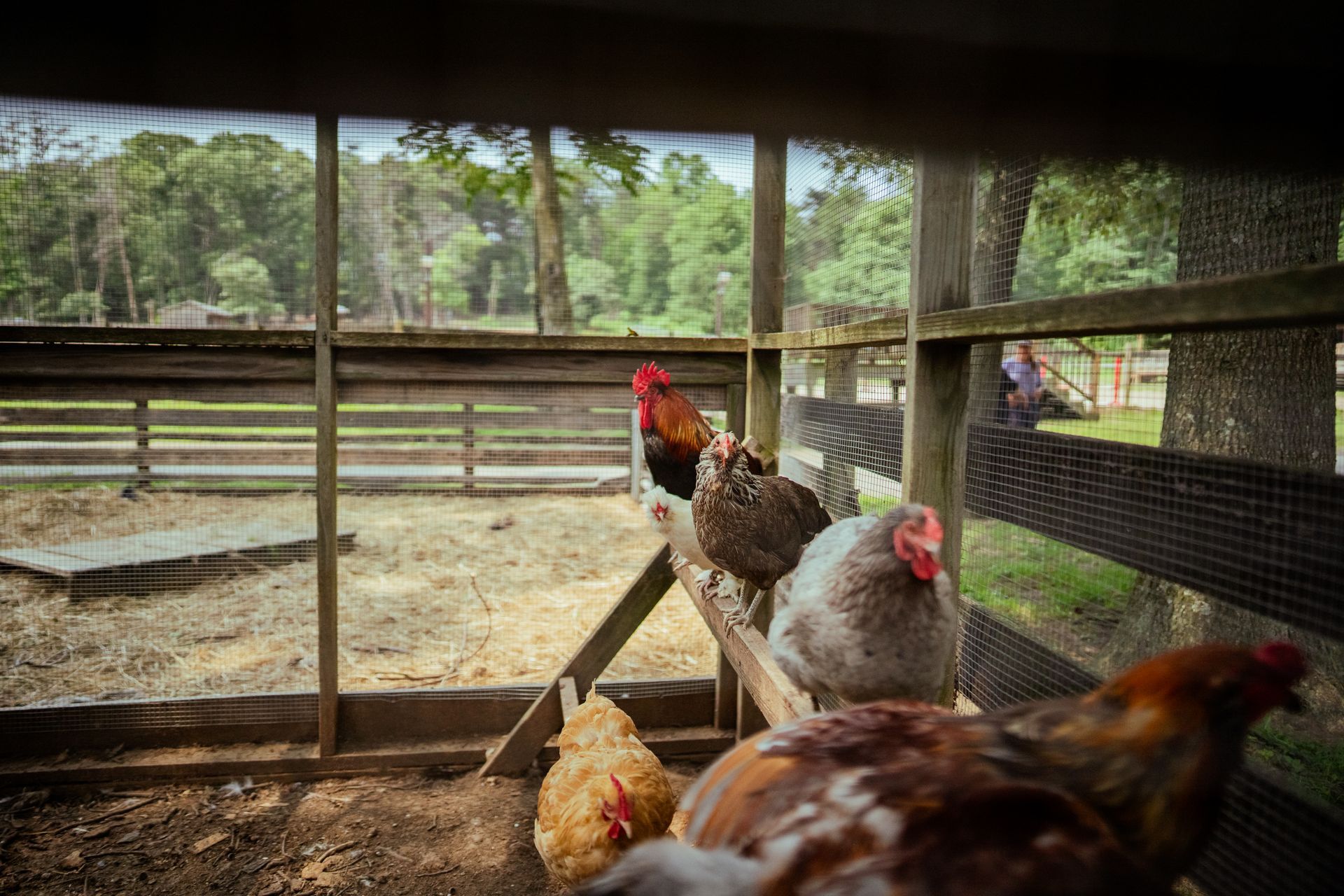 A group of chickens are standing in a chicken coop.
