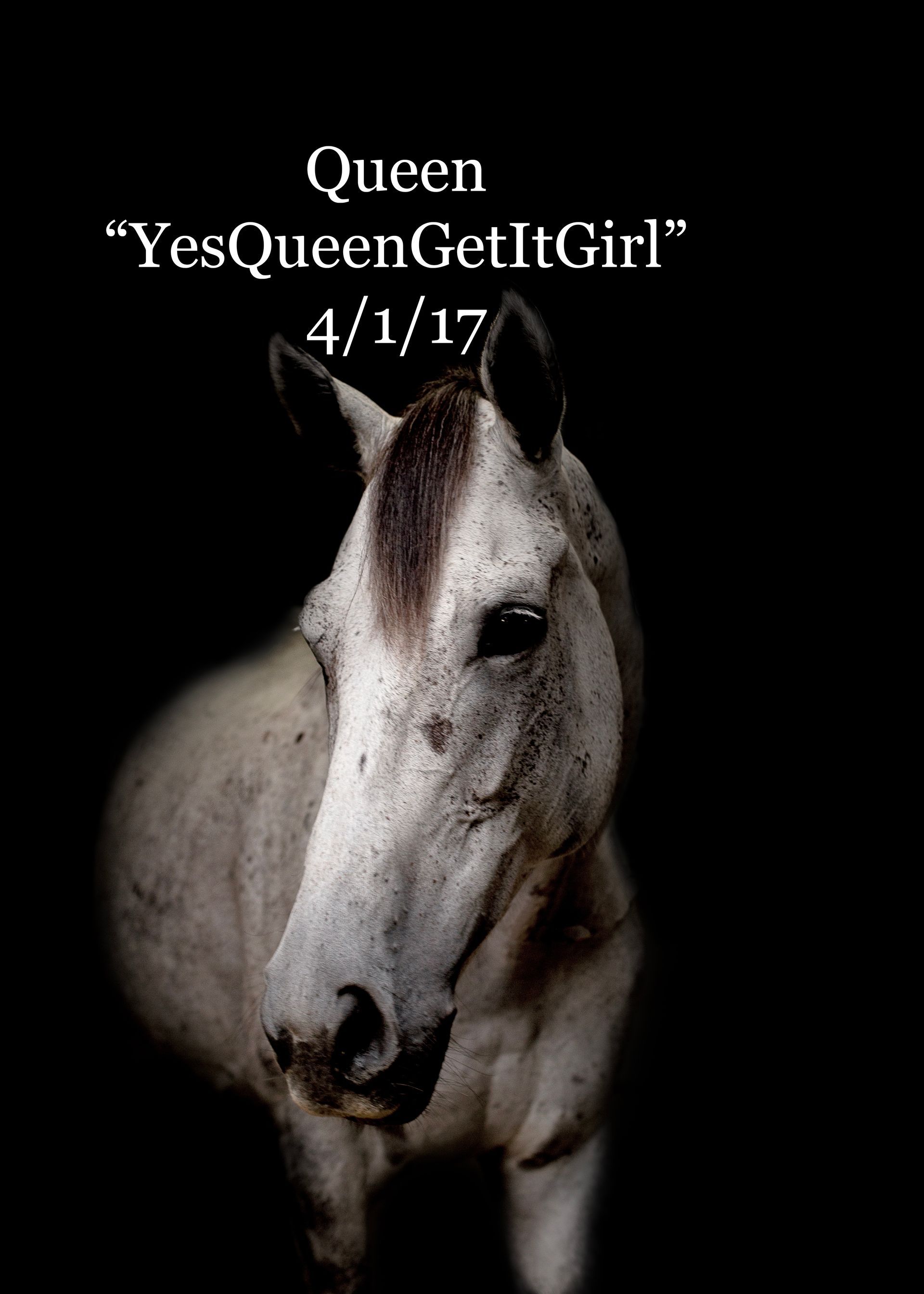 A white horse is standing in front of a black background.