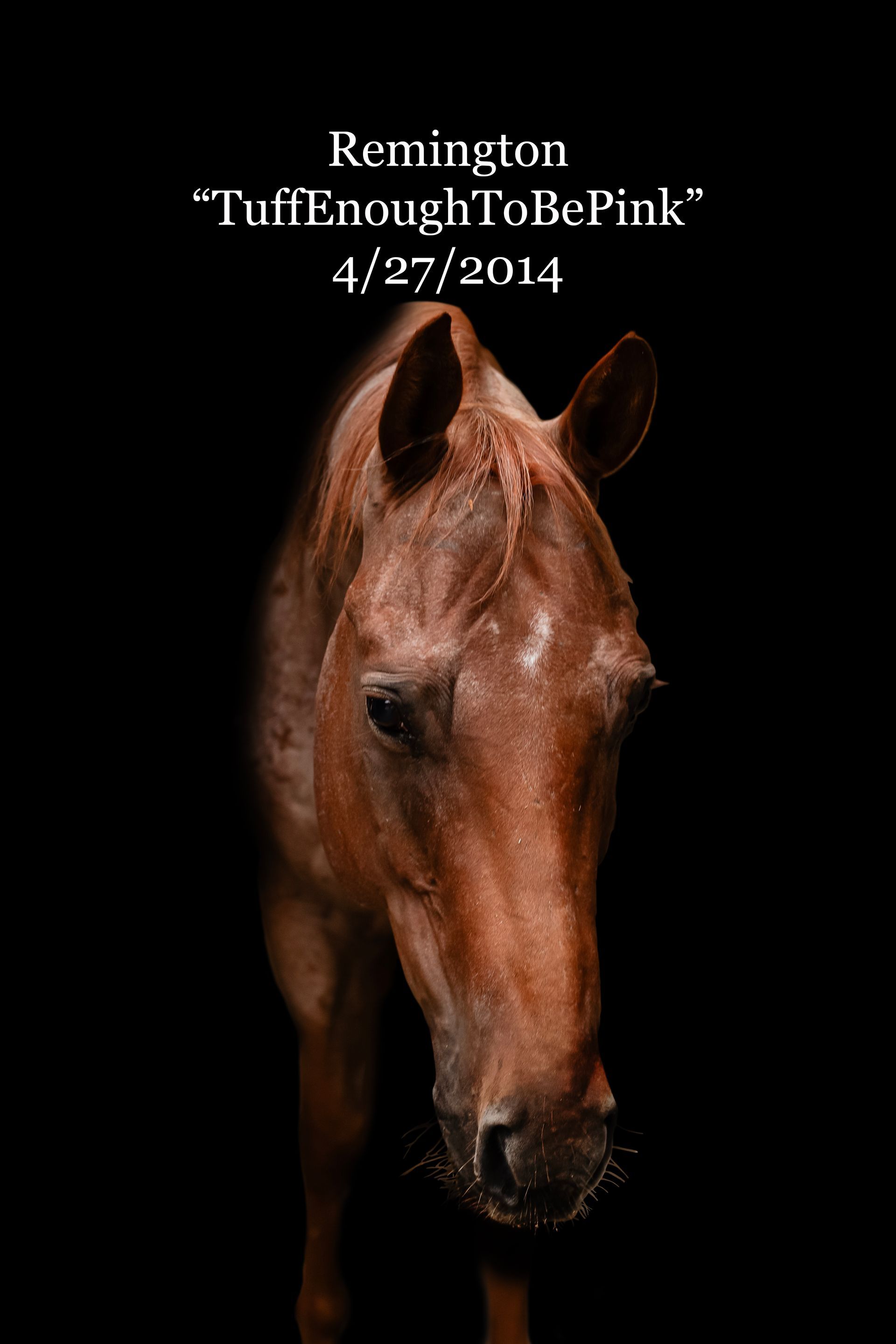 A horse with the name remington on it