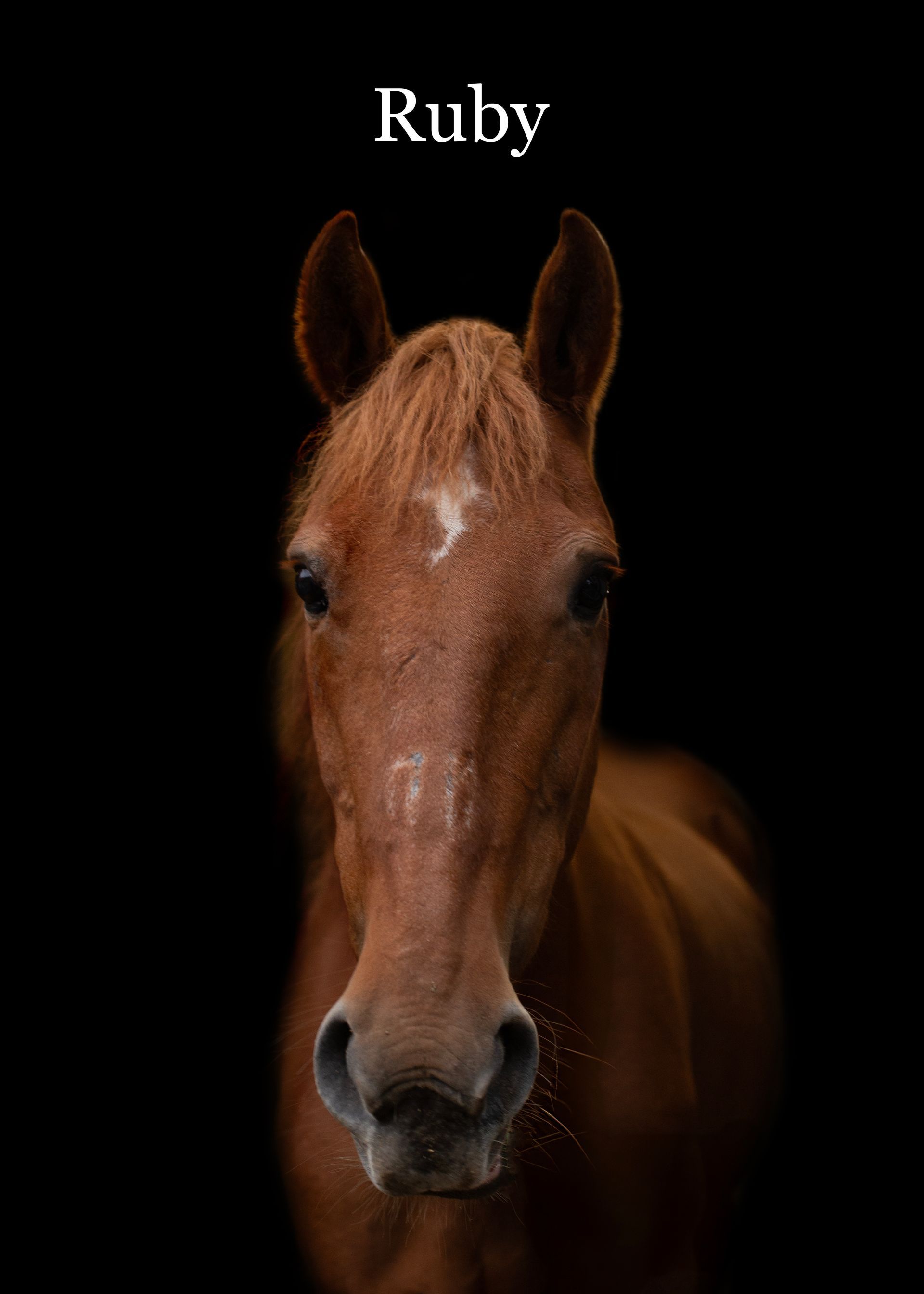 A brown horse with the name ruby on it