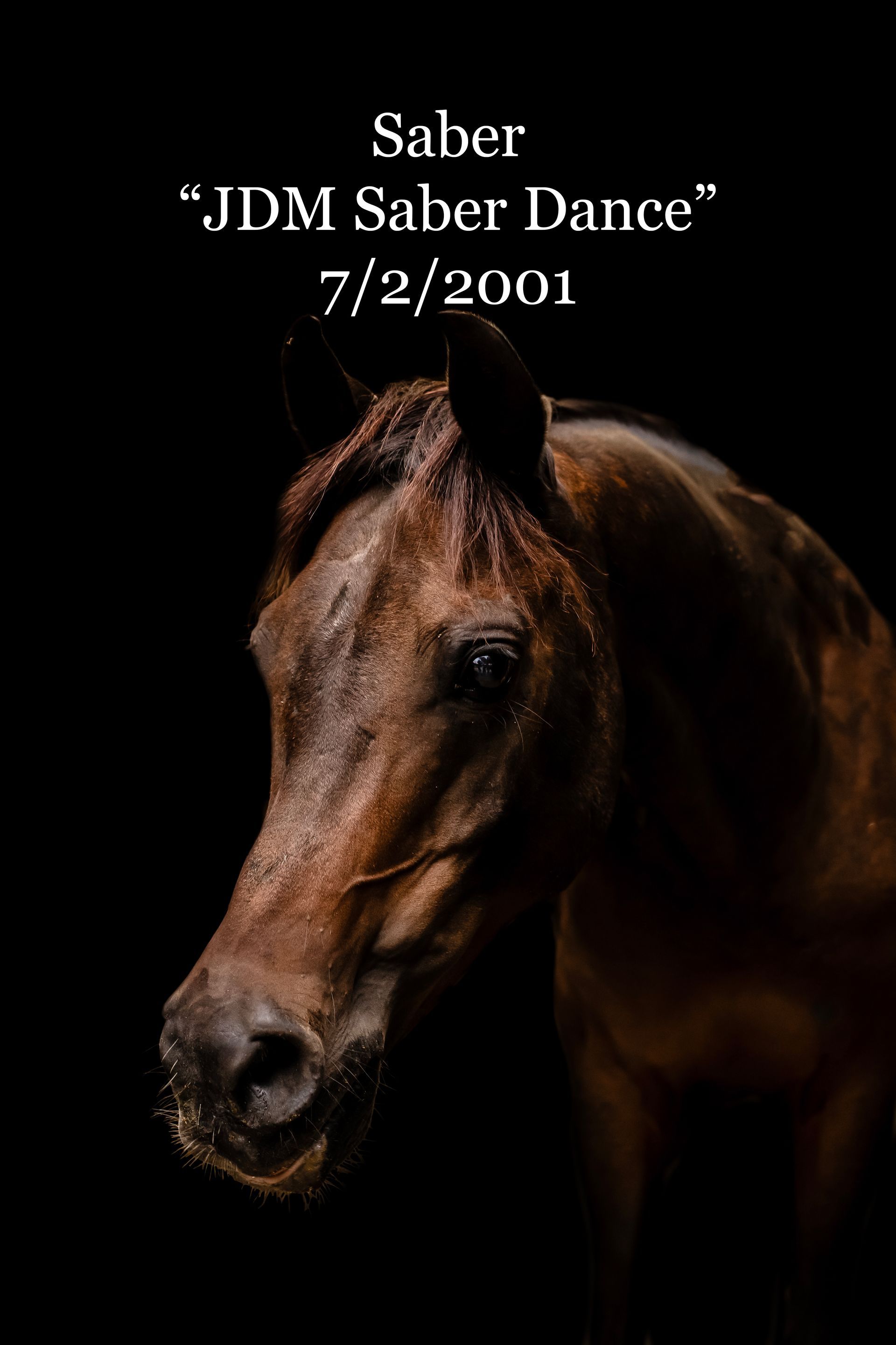 A picture of a brown horse with the name saber on it