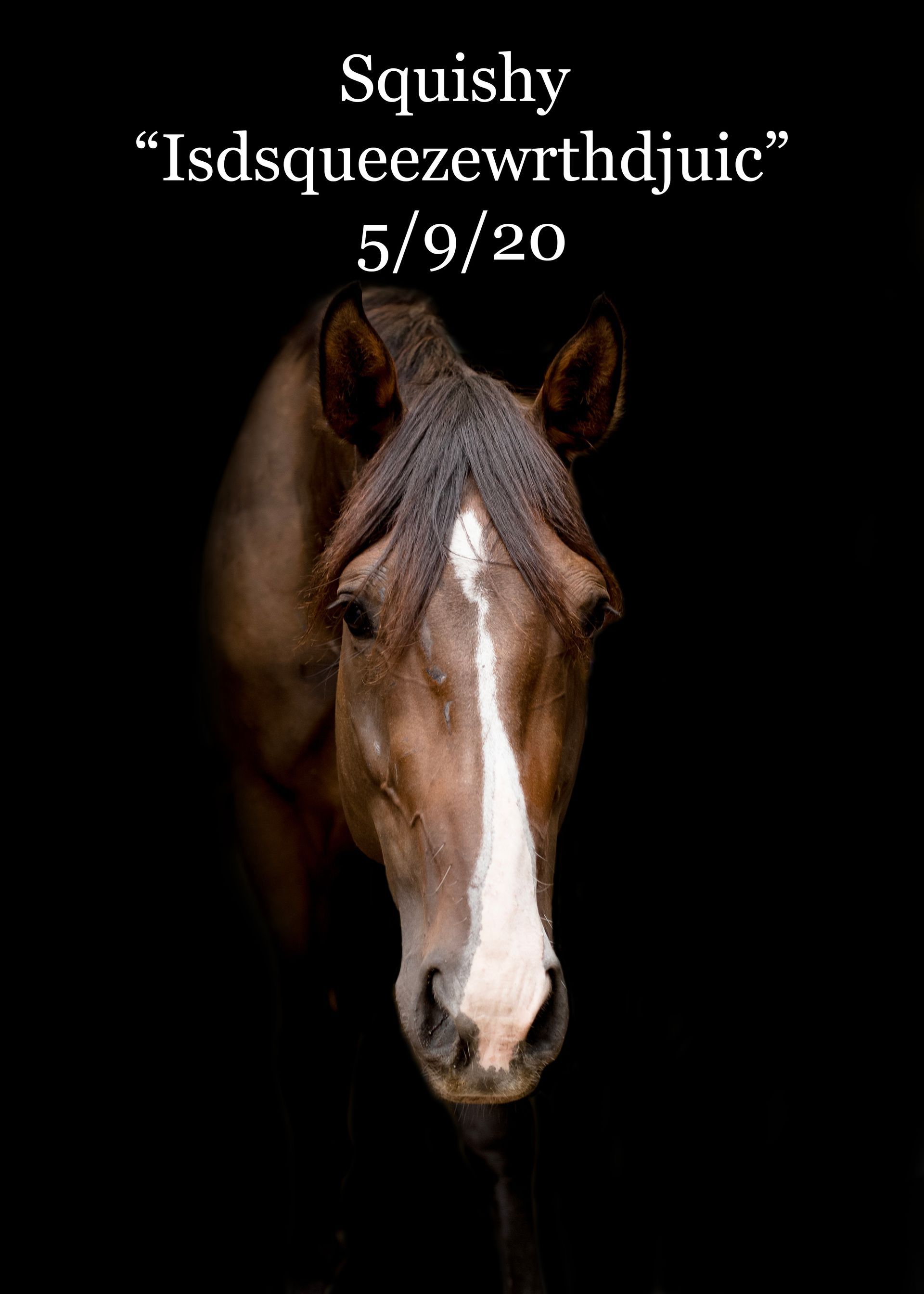 A close up of a horse 's face on a black background