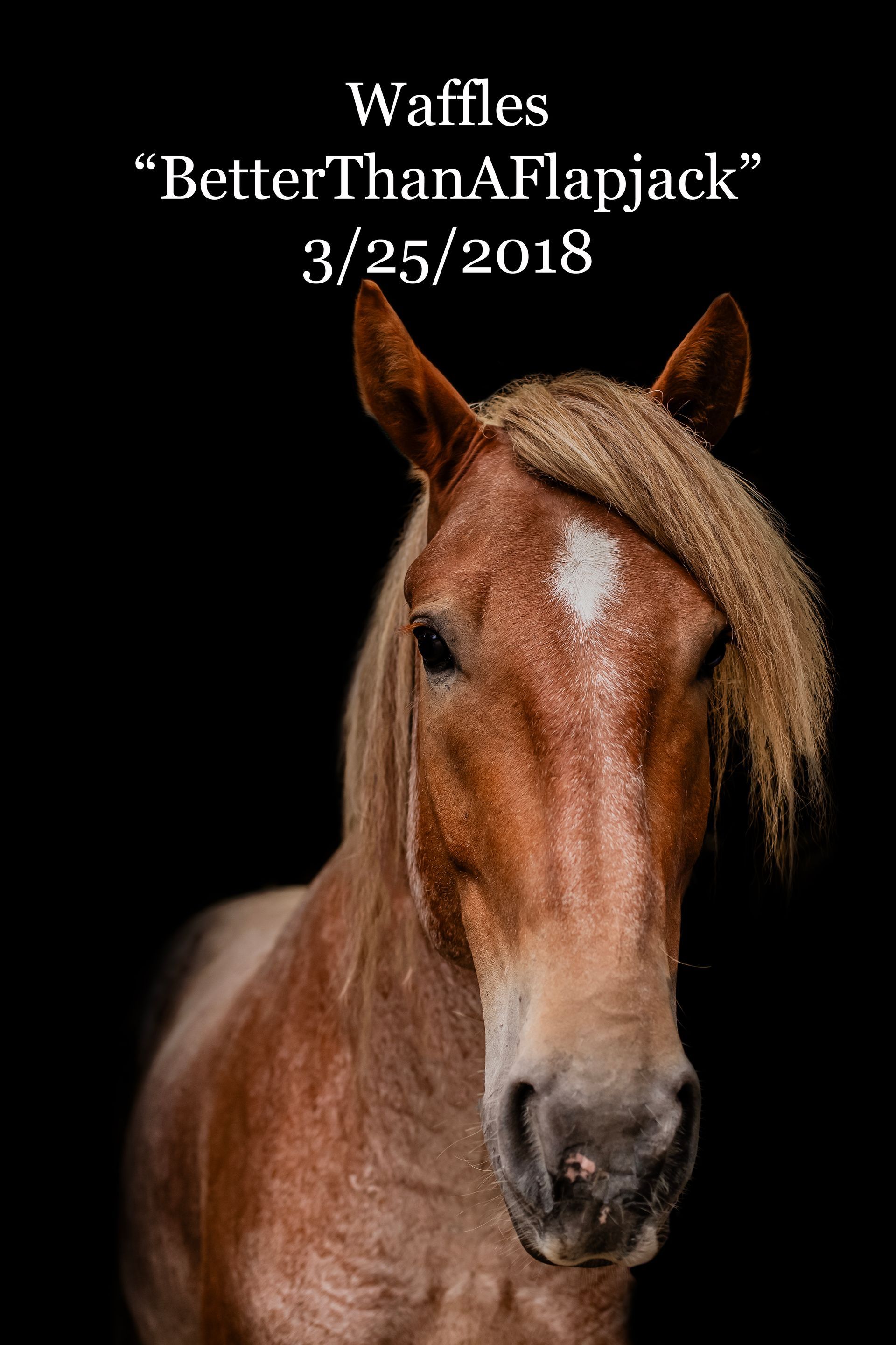 A picture of a horse with the words waffles better than a flapjack
