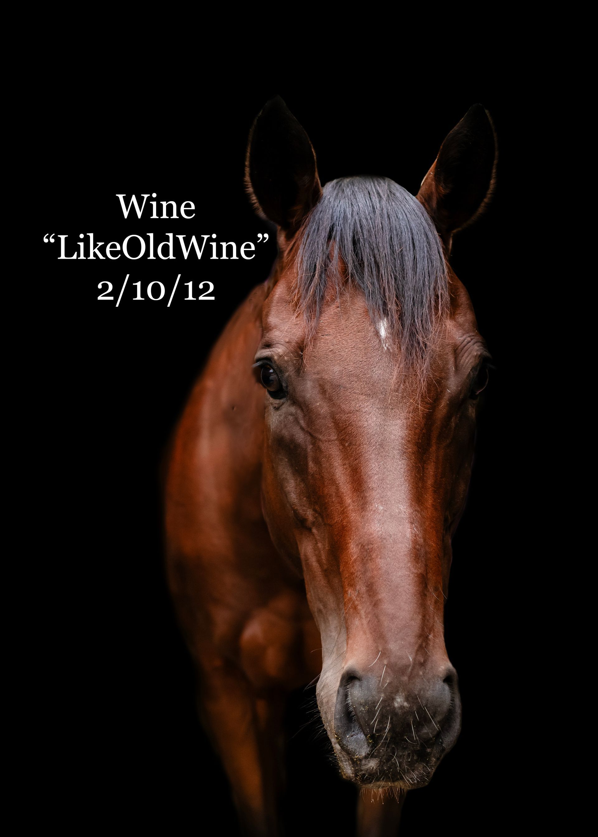 A close up of a horse with the words wine like old wine on the bottom