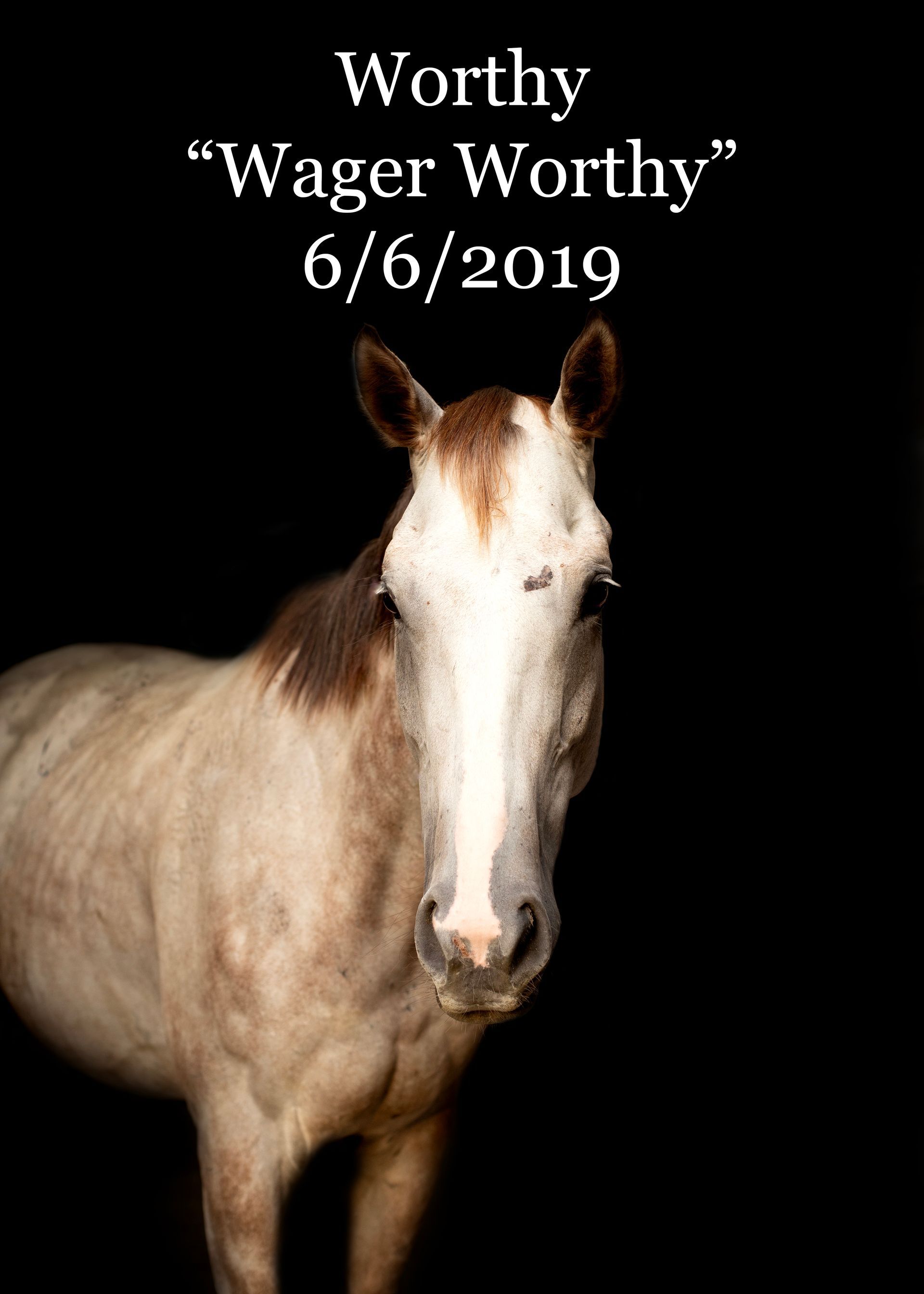 A horse with the name wager worthy on it