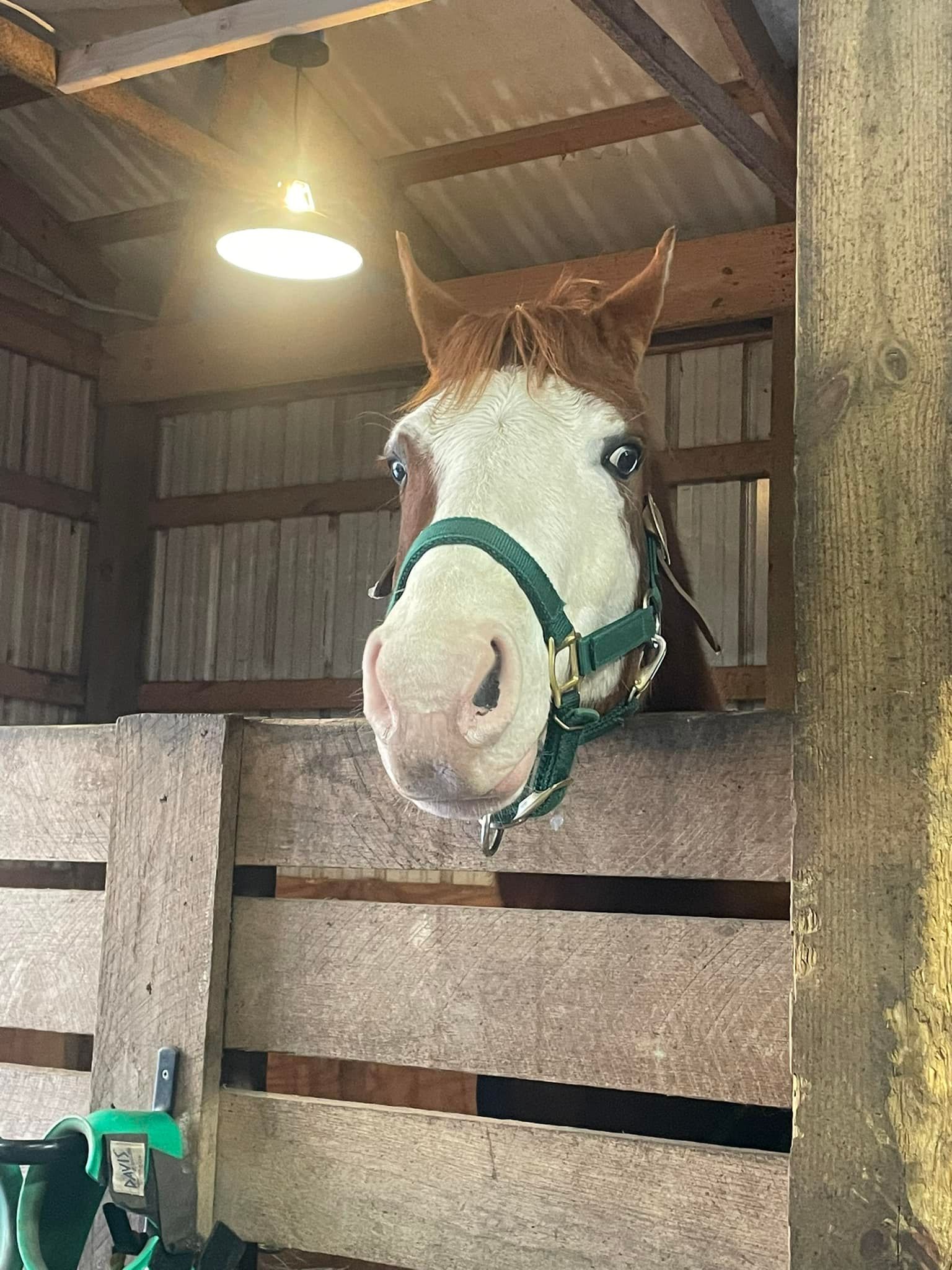 A horse with a green bridle is sticking its head over a wooden fence.