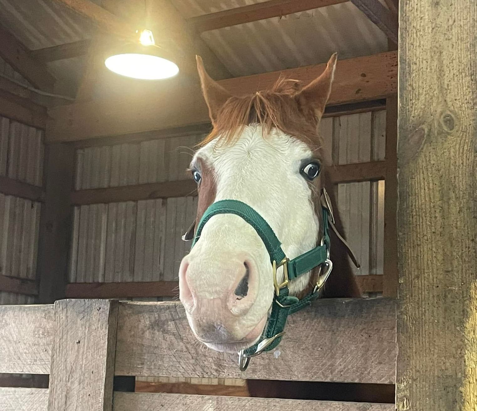 A brown and white horse wearing a green bridle