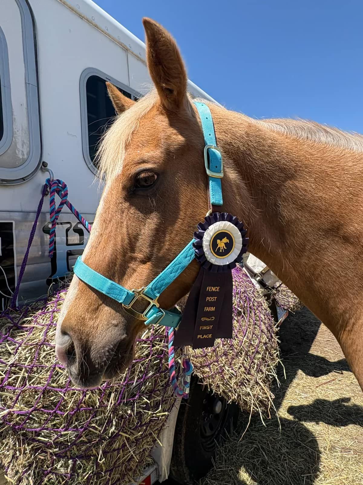 A horse with a ribbon around its neck is standing next to a pile of hay.