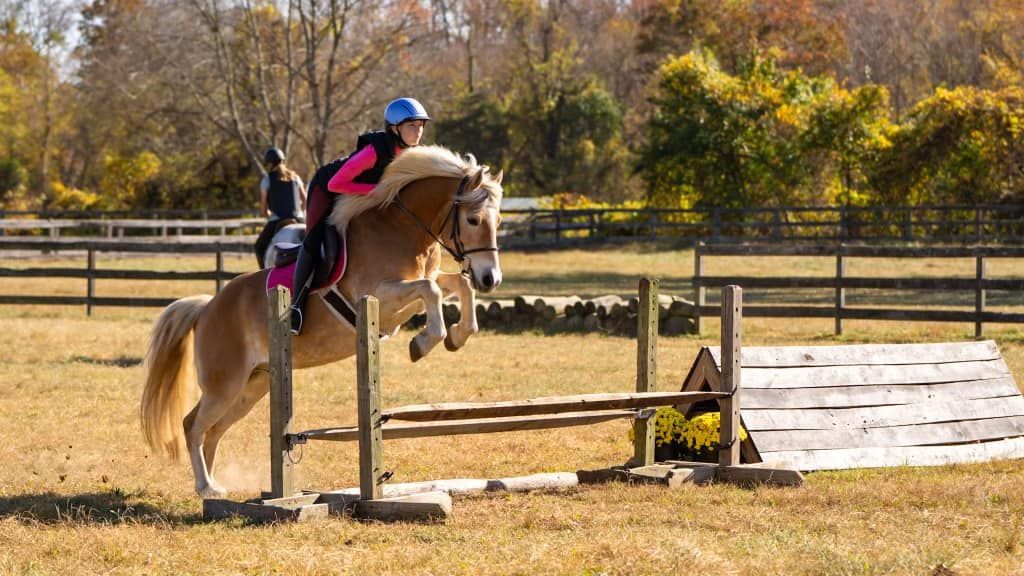 A person is riding a horse over a wooden hurdle in a field.