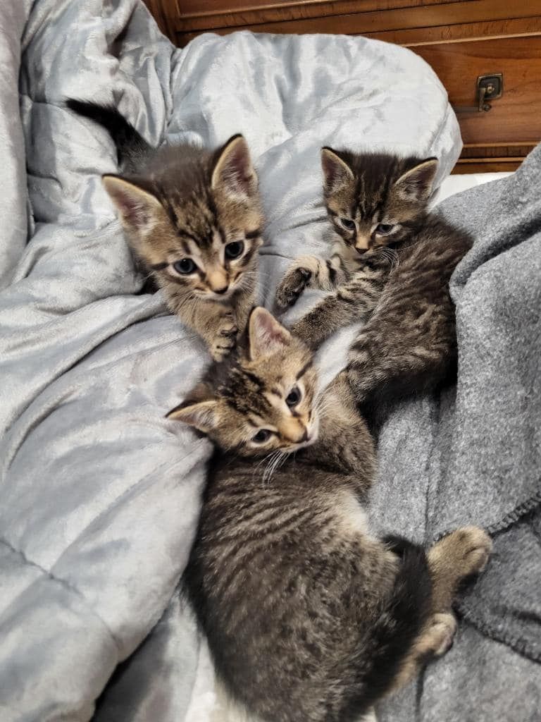 Three kittens are laying on top of each other on a bed.