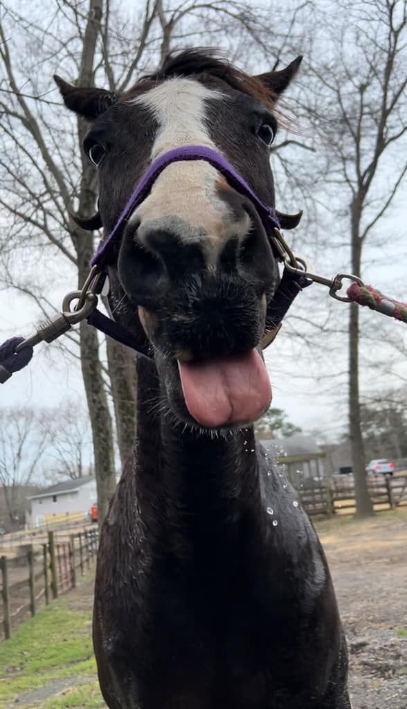 A close up of a horse with its tongue out.
