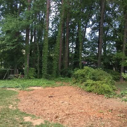 A freshly cleared patch of dirt with wood chips, bordered by a grassy lawn and a dense forest of tall, vine-covered trees.