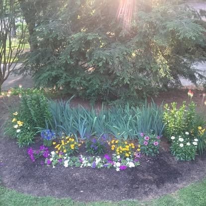 A garden bed with purple, yellow, and white flowers in front of a row of tall green foliage and a large evergreen shrub.