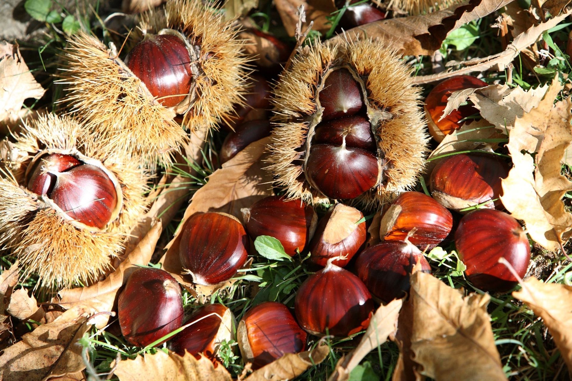 CASTAGNE