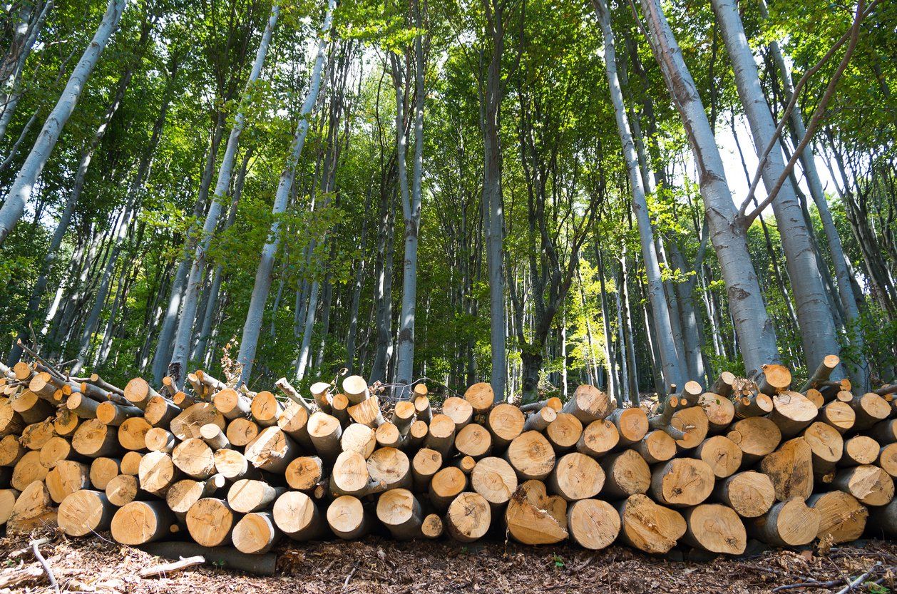 land clearing in kentucky