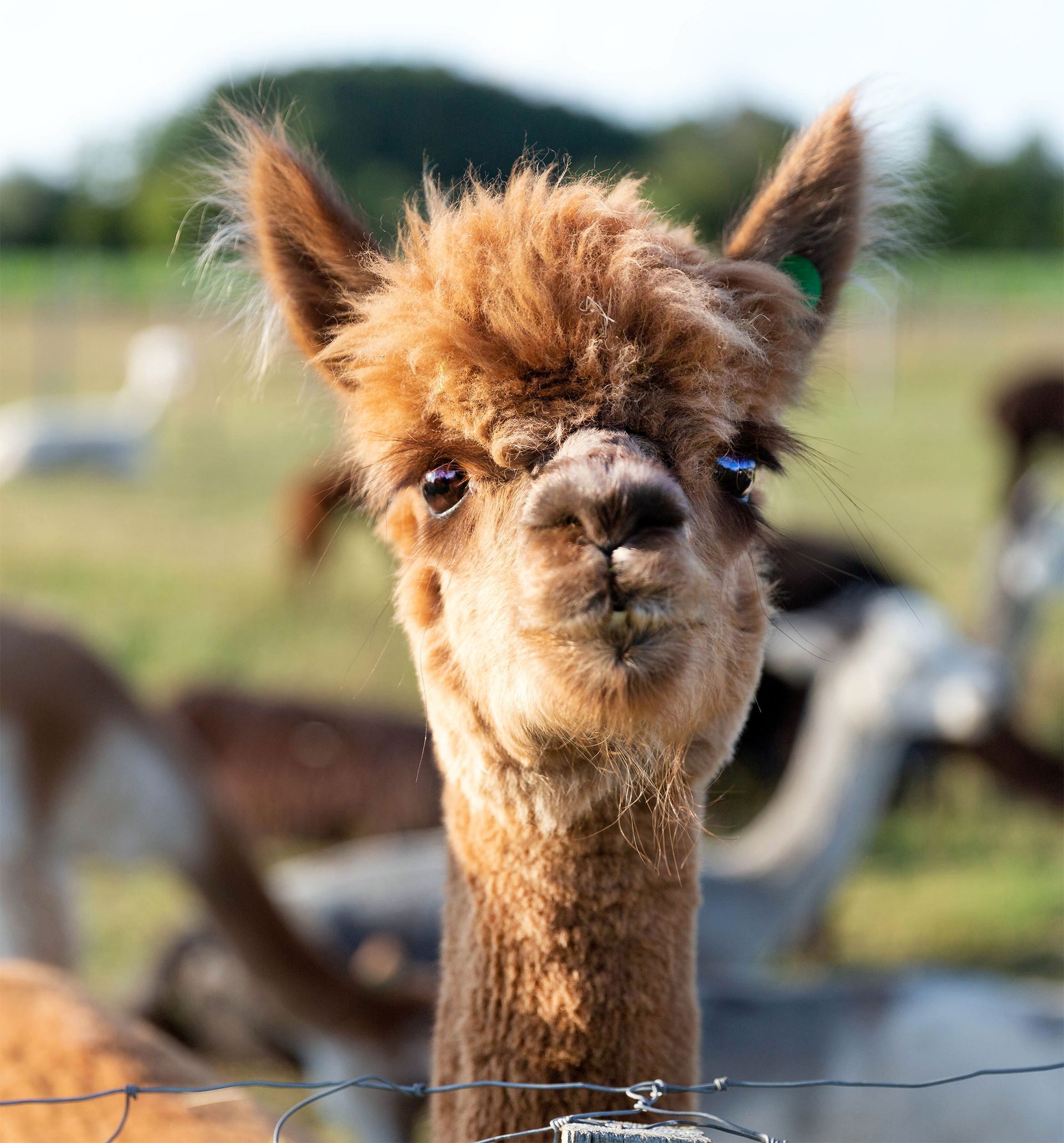 A close up of an alpaca behind a barbed wire fence