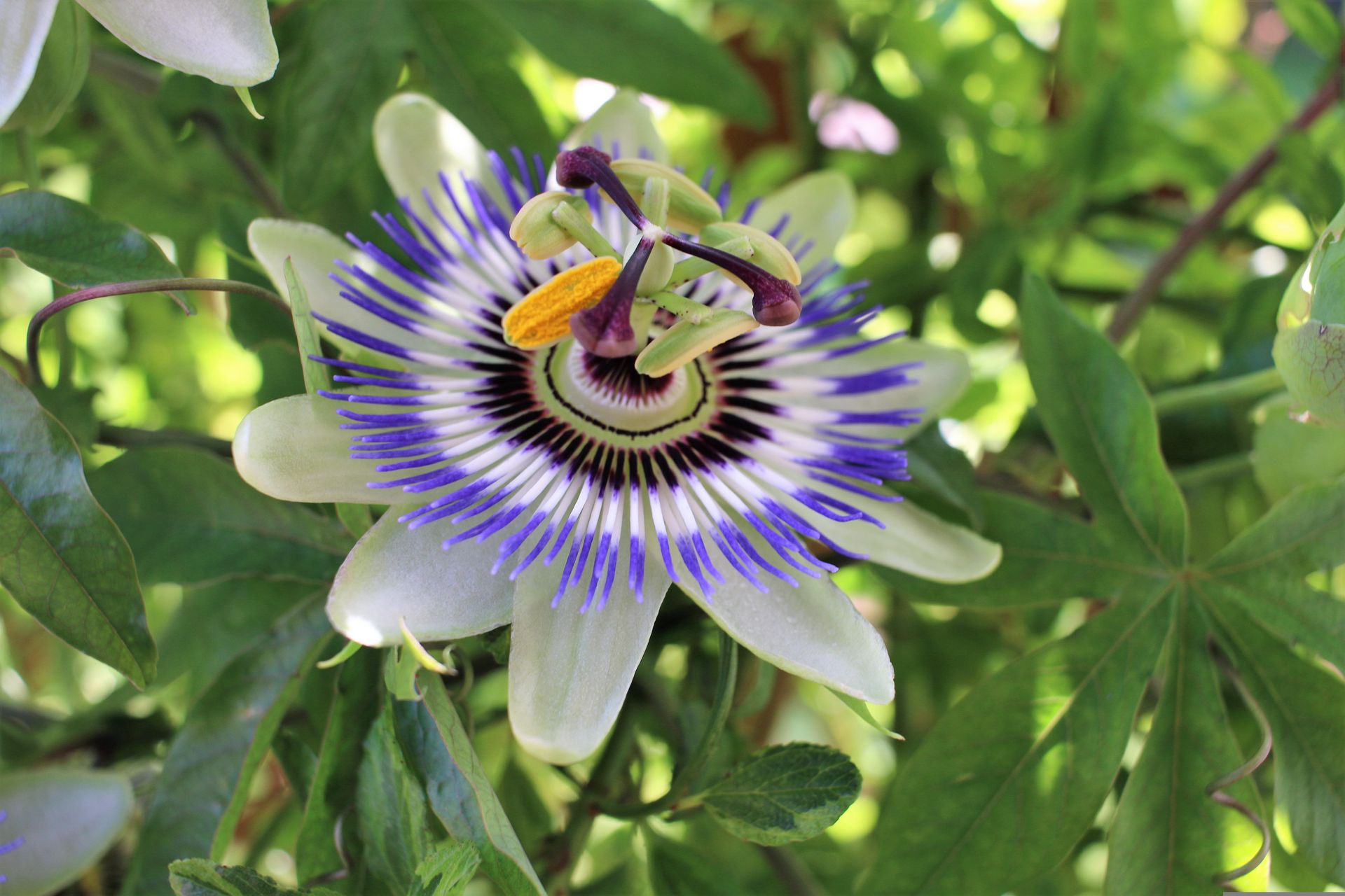 Passiebloem