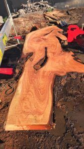 Timber Cut in Half — Cowes, VIC — Mojo Contracting Tree and Stump Removal