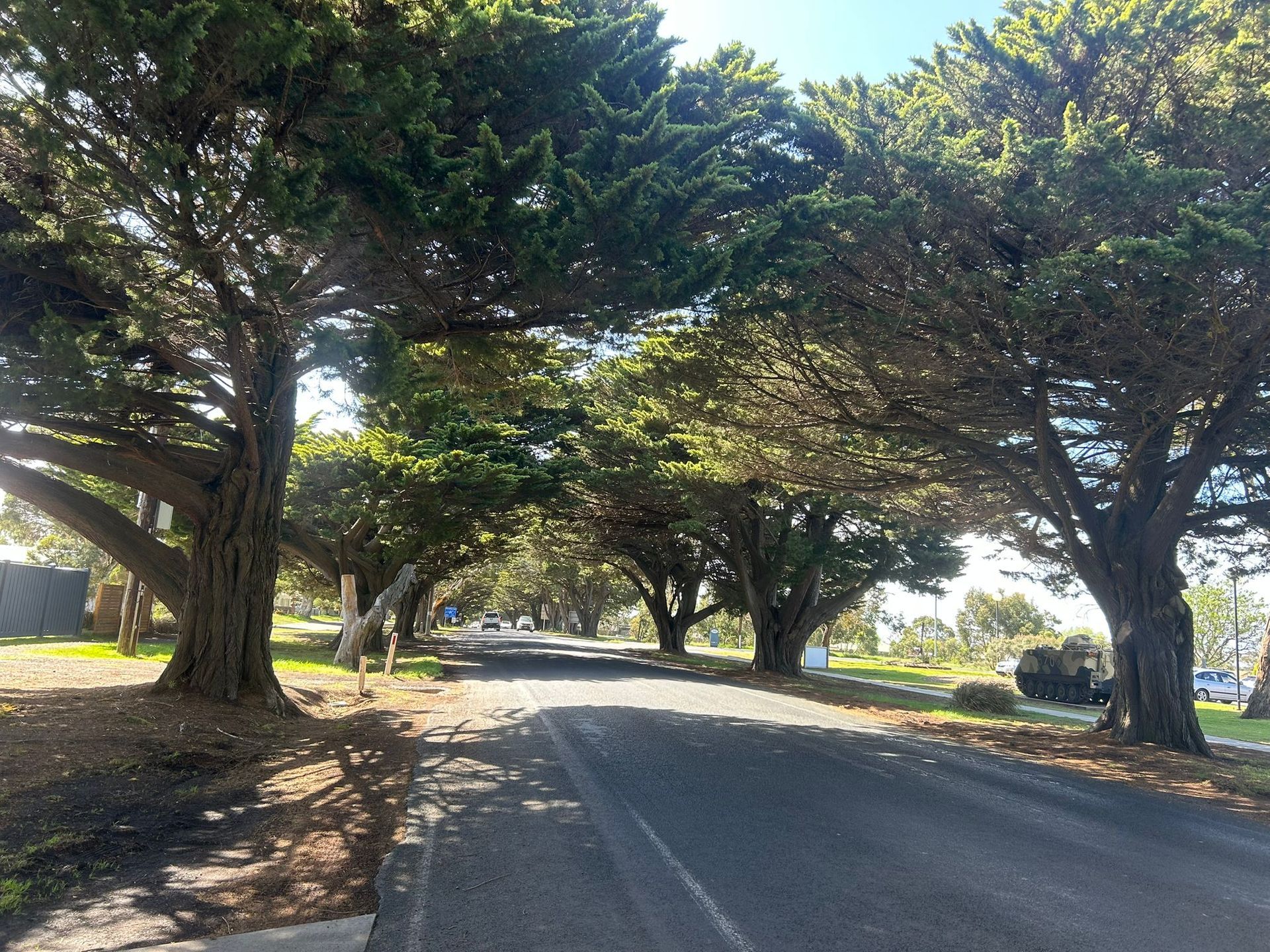 Road lined with large, arching trees creating a canopy. Sunny day, asphalt road, green foliage.