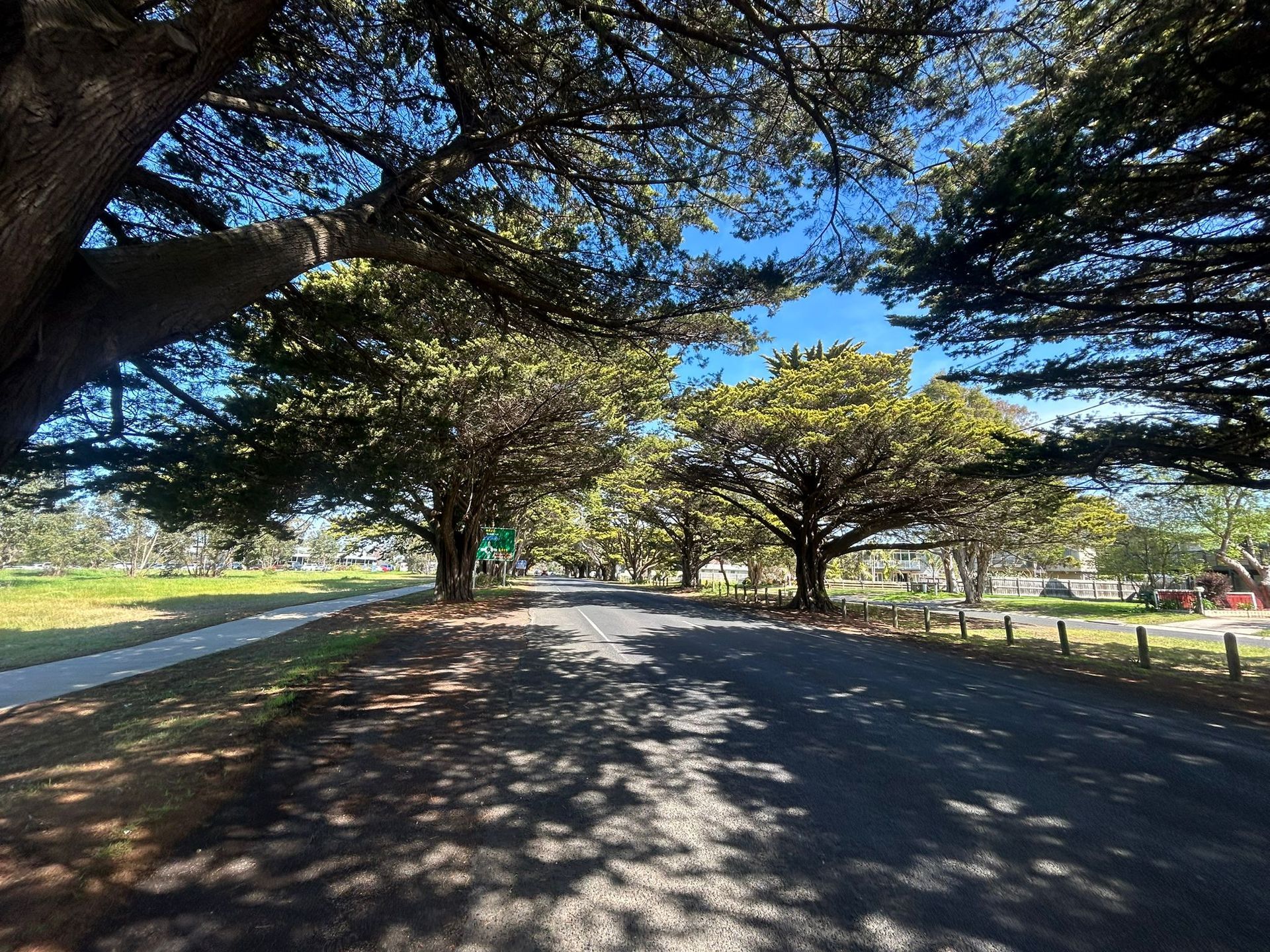 Road lined with trees, with shadows cast on the pavement under a blue sky.