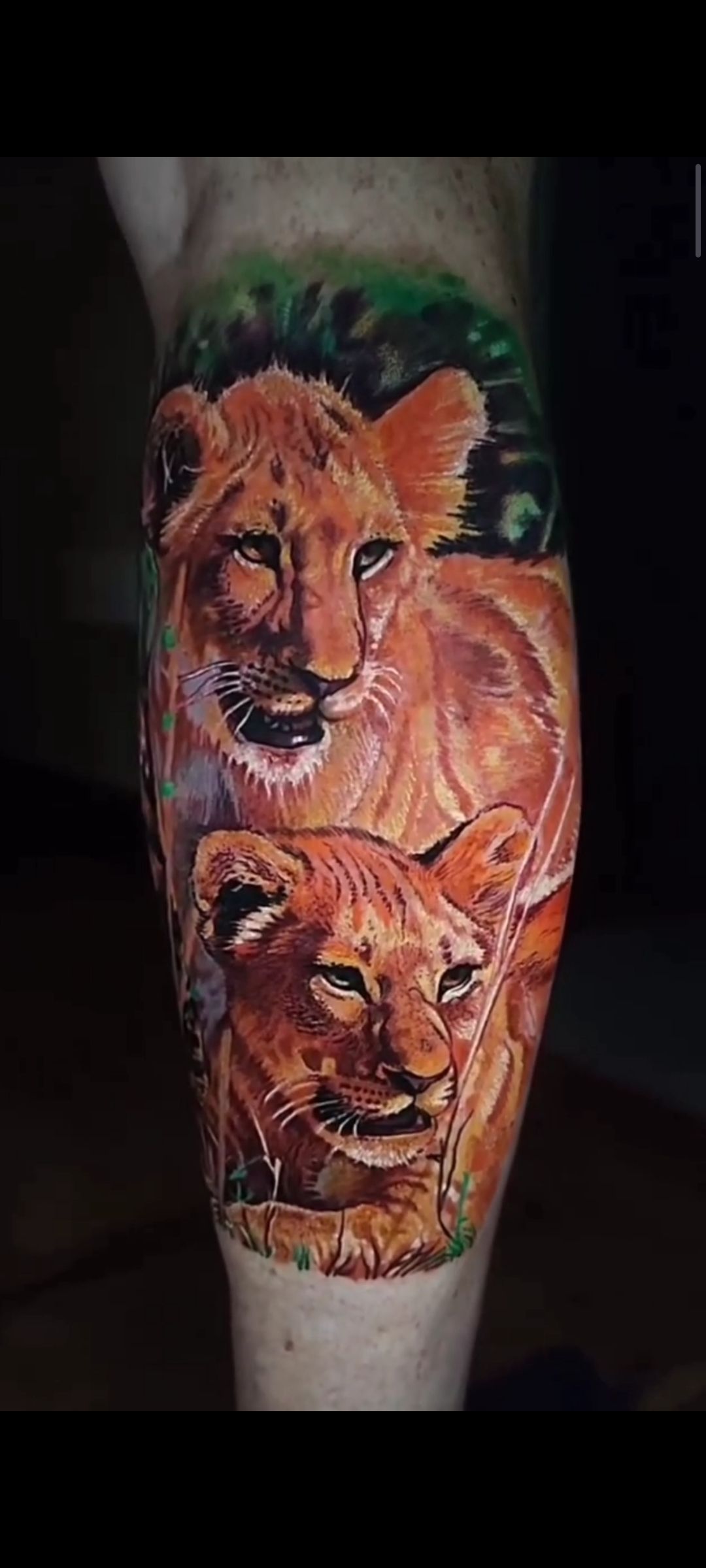 Tattoo of two lion cubs, one above the other, on a person's leg. Brown and orange colors, green background.
