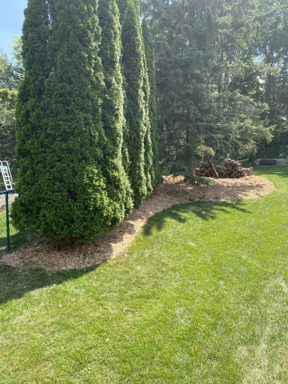 A row of tall, thin evergreen trees stands in a garden bed with wood chip mulch next to a lawn.
