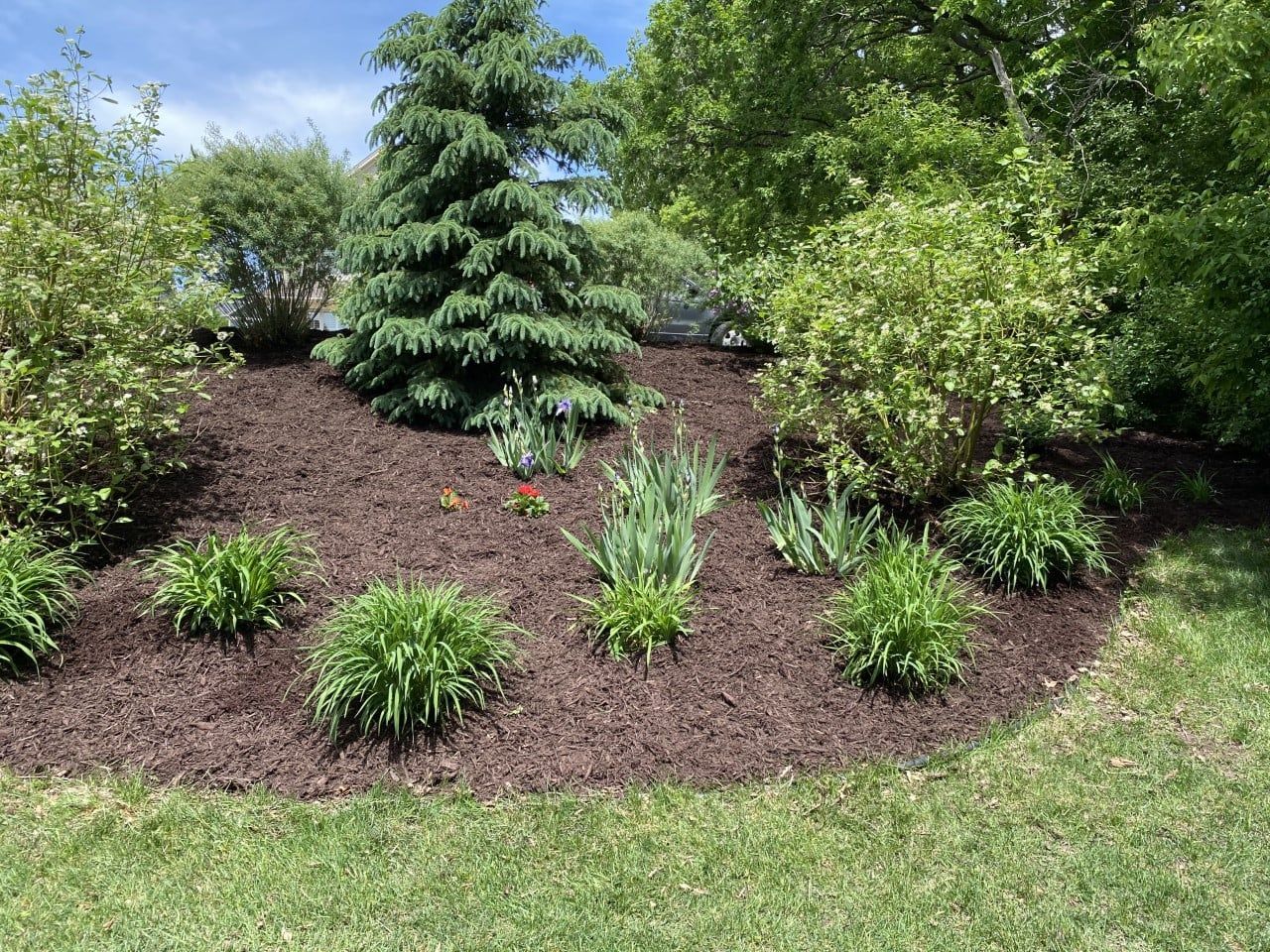 A garden bed with a prominent evergreen, various green shrubs, and low-growing perennials mulched with dark brown wood chips.
