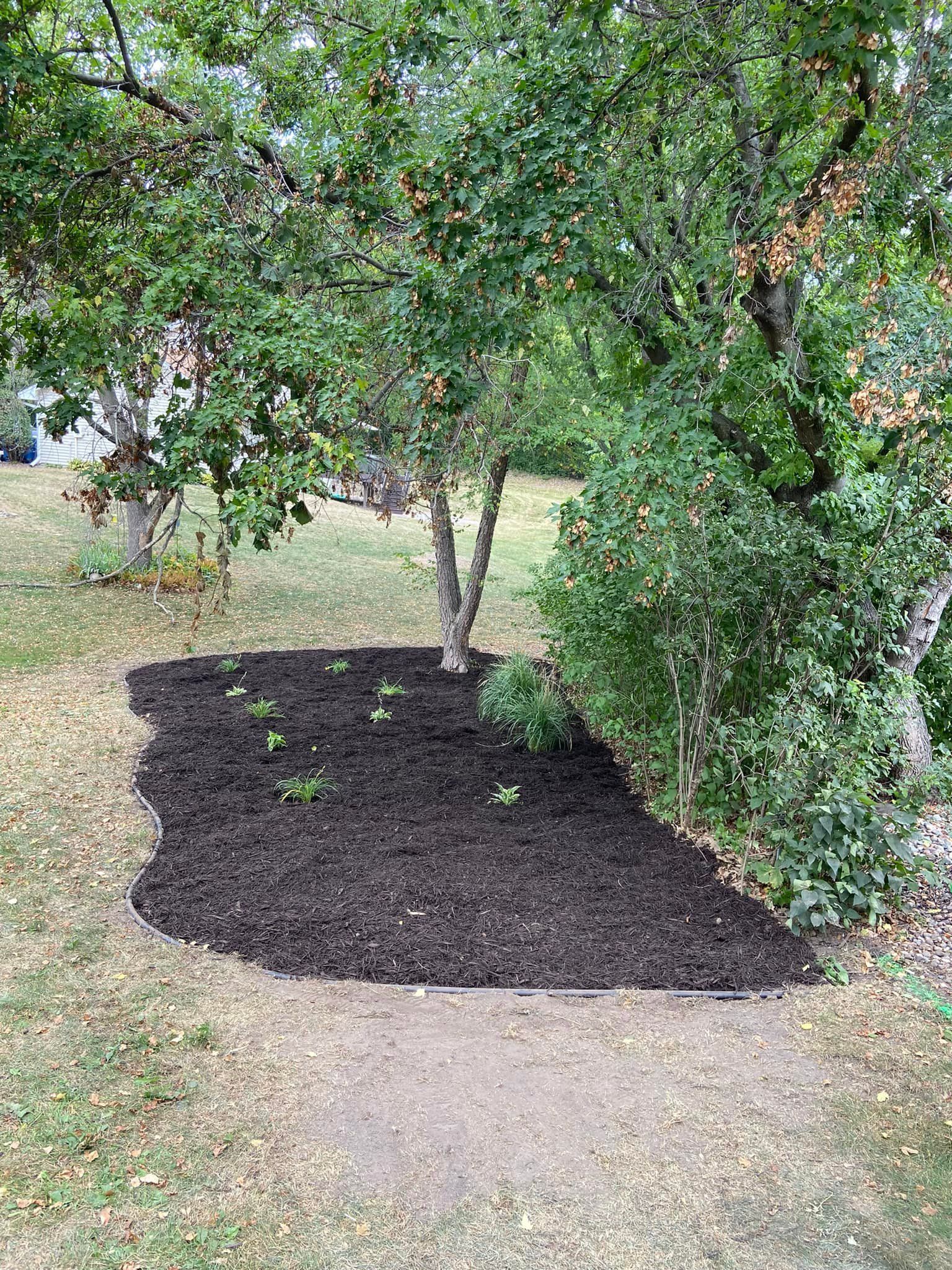 A freshly mulched, curved garden bed containing a few small plants sits under the canopy of mature trees in a grassy yard.