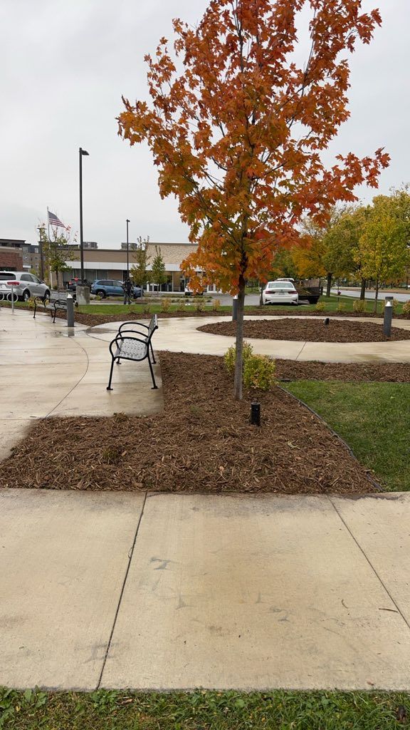 A young tree with bright orange autumn leaves sits in a landscaped mulch bed next to a sidewalk and a park bench.