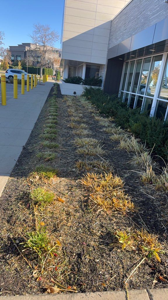 A view of a modern building exterior with a mulched garden bed containing small, dormant plants along a sidewalk.