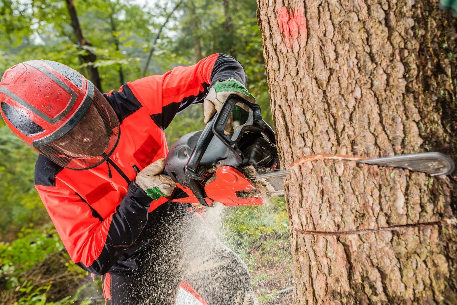 A person in high-visibility orange gear and safety helmet uses a chainsaw to cut into a tree in a forest.