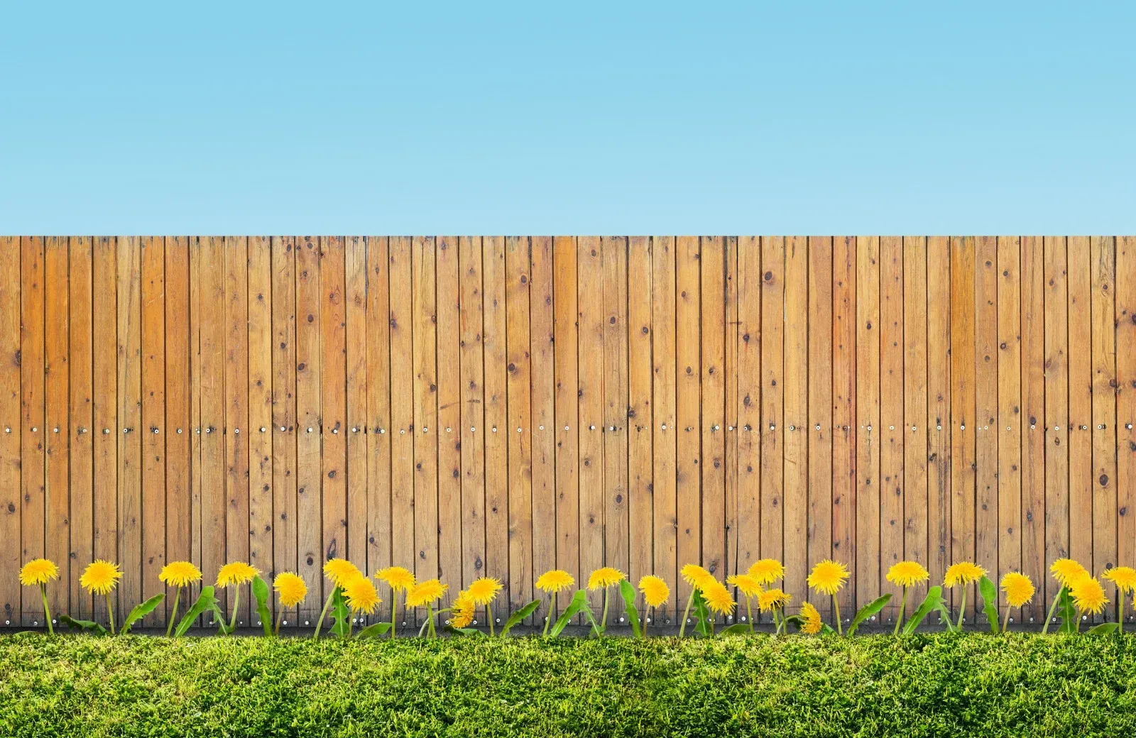 A horizontal wooden fence against a bright blue sky, with a row of yellow dandelions growing in front of green grass.