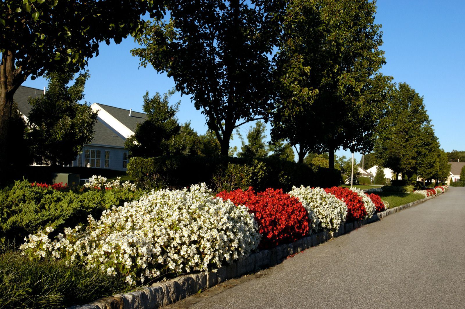 A row of white and red flowering bushes lines a paved road beneath tall trees and a clear blue sky.