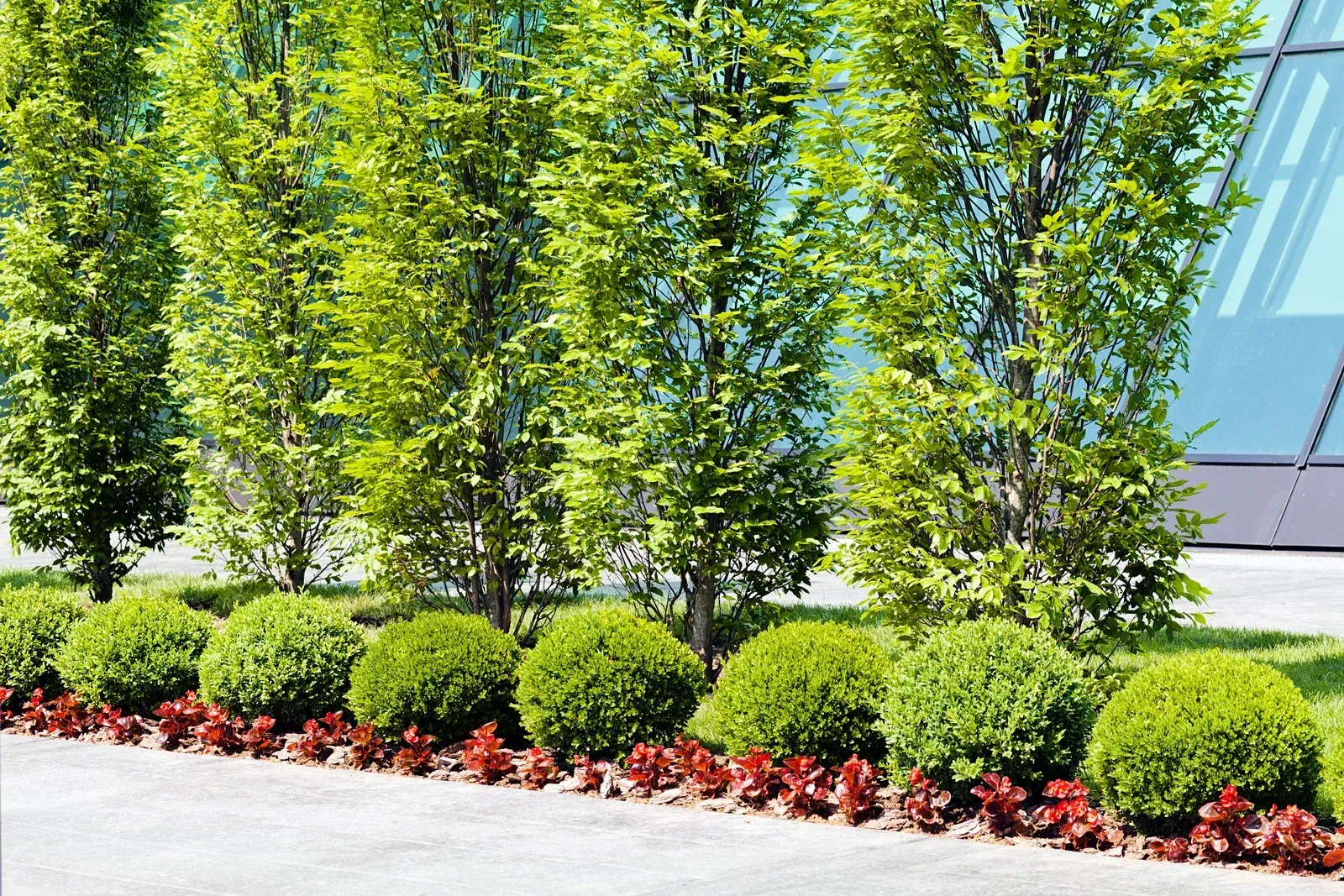 A row of slender green trees behind a border of rounded shrubs and small red plants next to a glass building.
