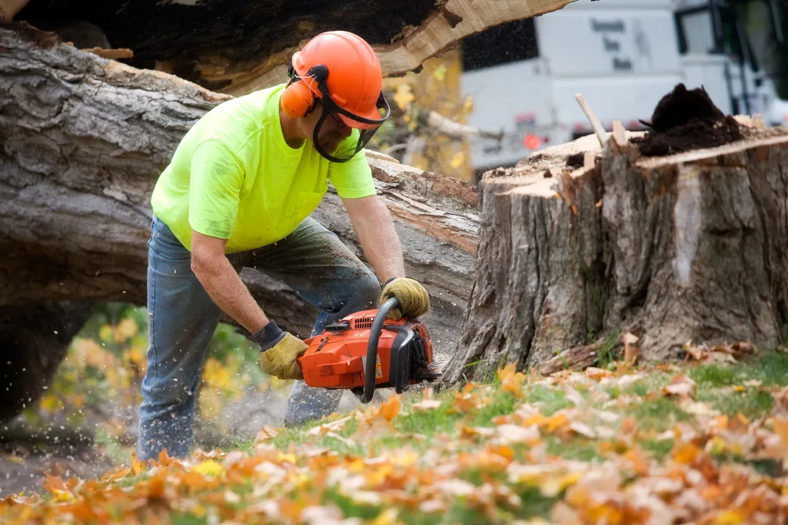A person in a neon yellow shirt, hard hat, and protective gear uses a chainsaw to cut a log near a large tree stump.