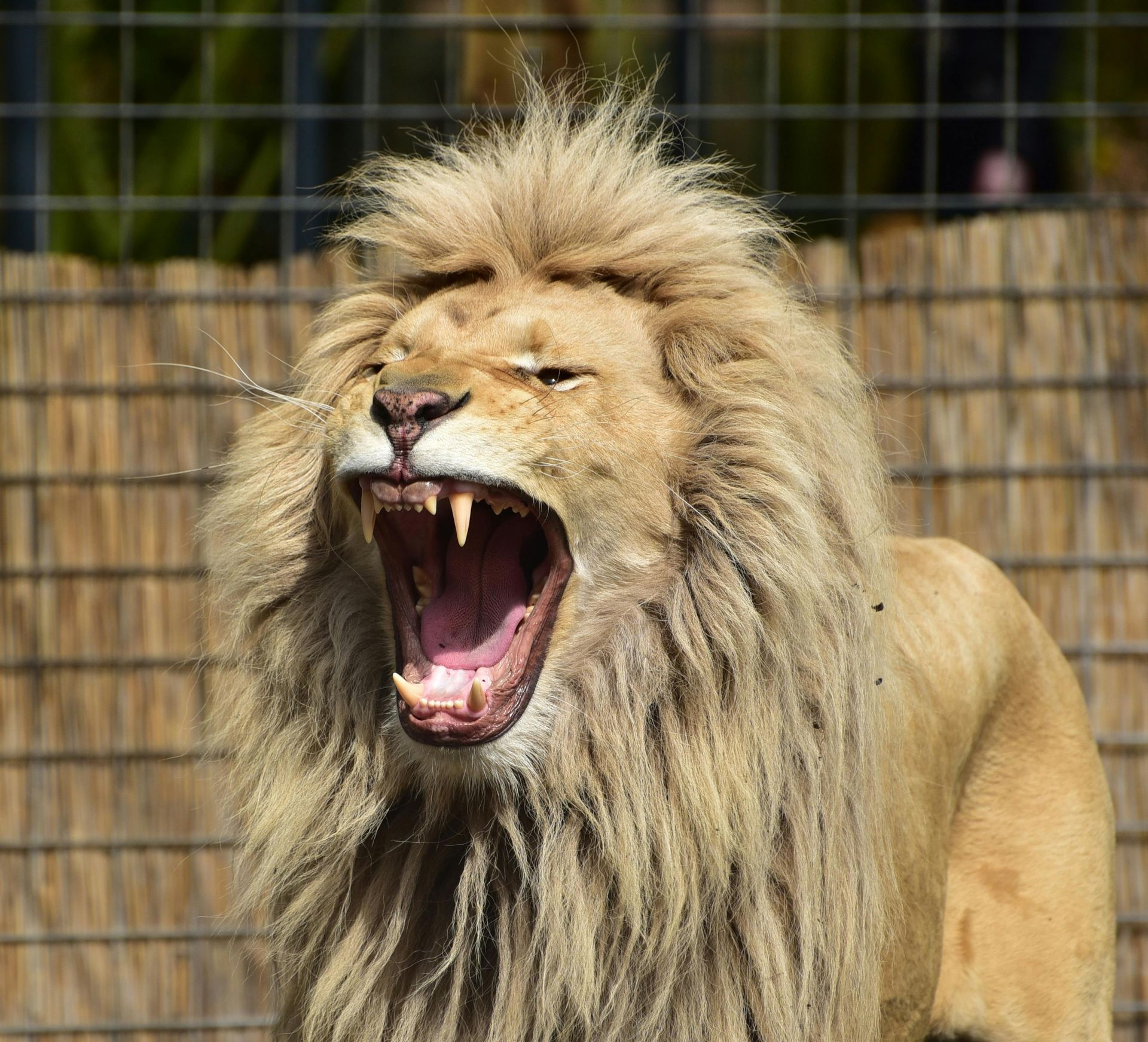 Augmented Reality Roars into Zoos