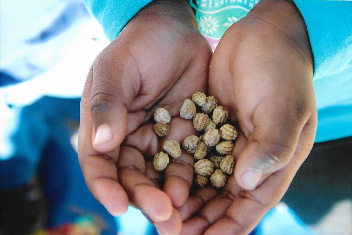 Seeds in Childs hand — Child Care In Alice Springs, NT